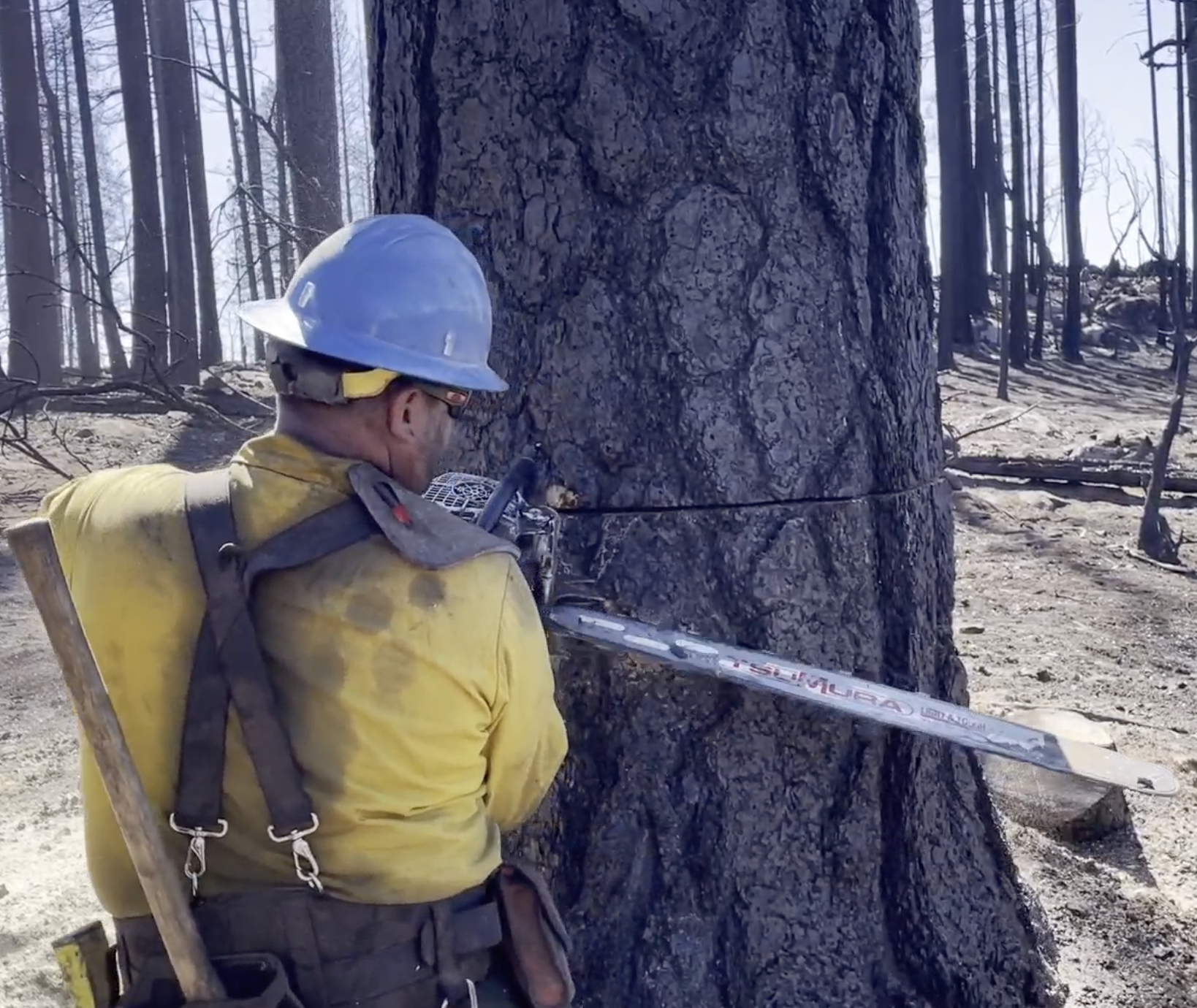 A photo showing a sawyer cutting a face cut into a hazard tree.