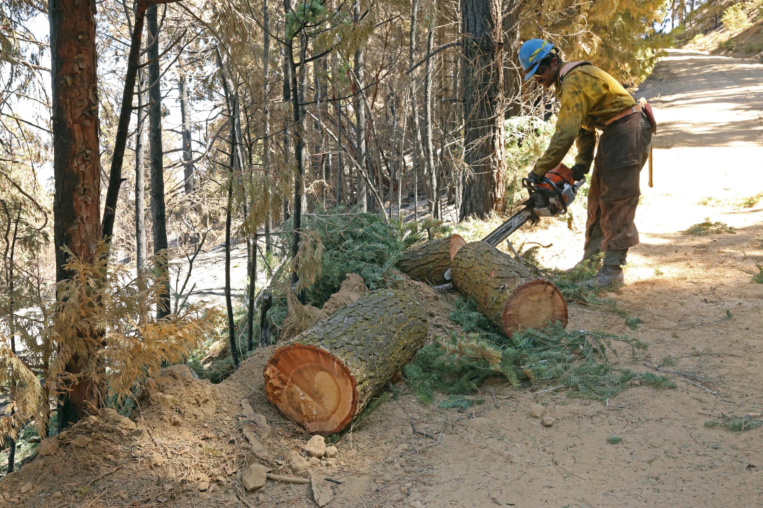 A firefighter uses a chain saw to cut a large log into smaller log along side a road.