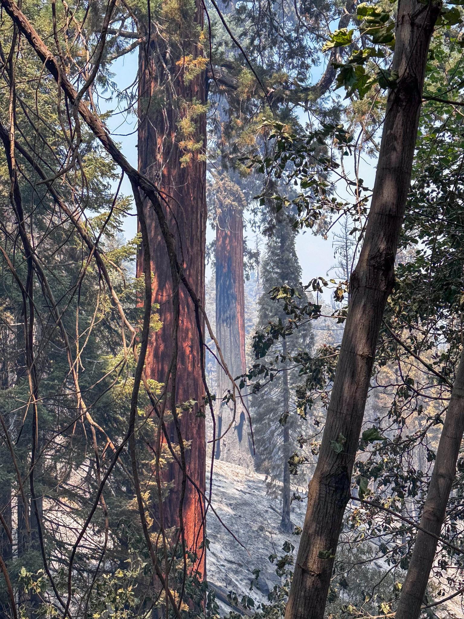 A burned area through a forest with some living and some dead vegetation. 