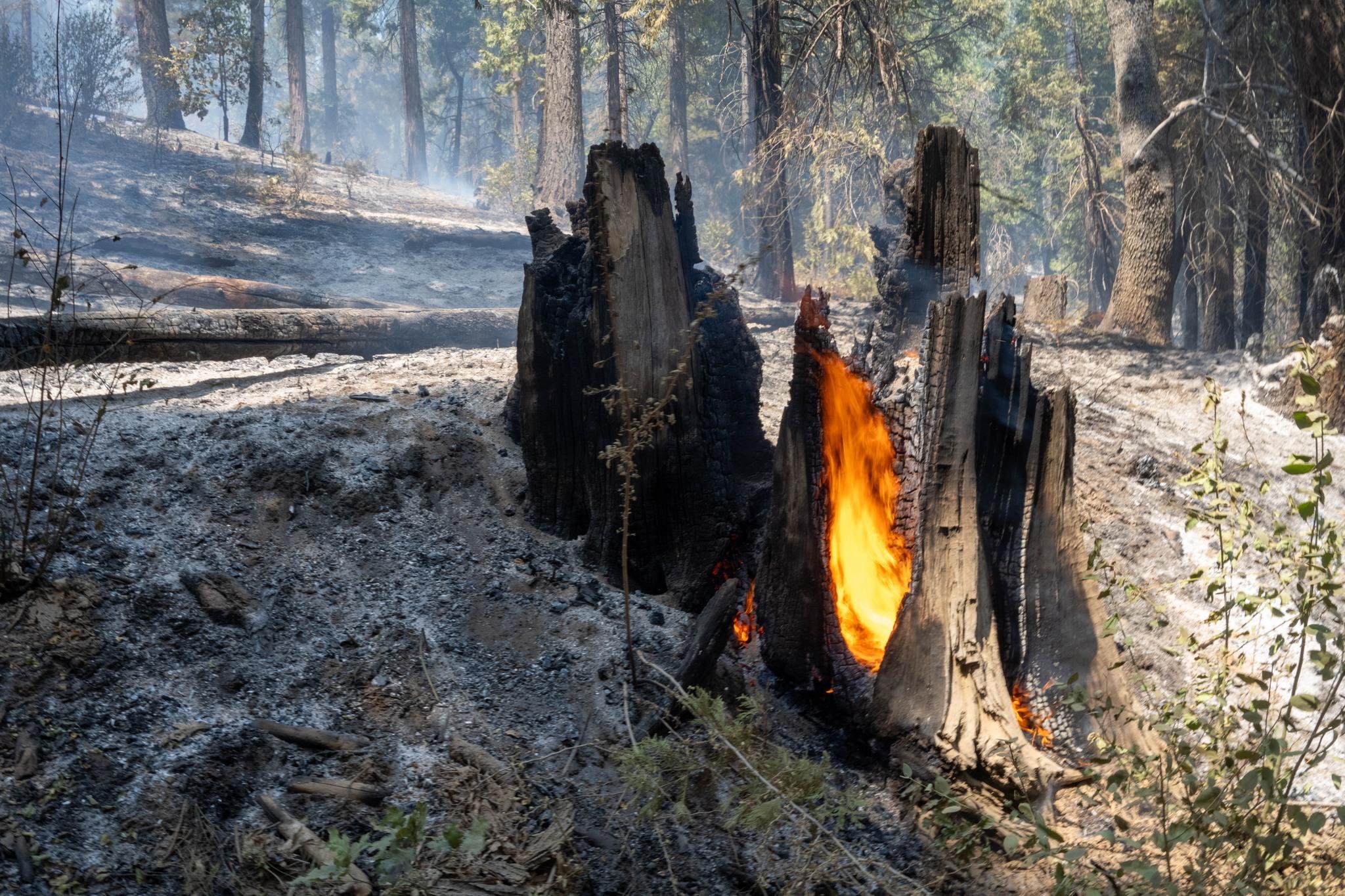 Flame burning in a tree stump.