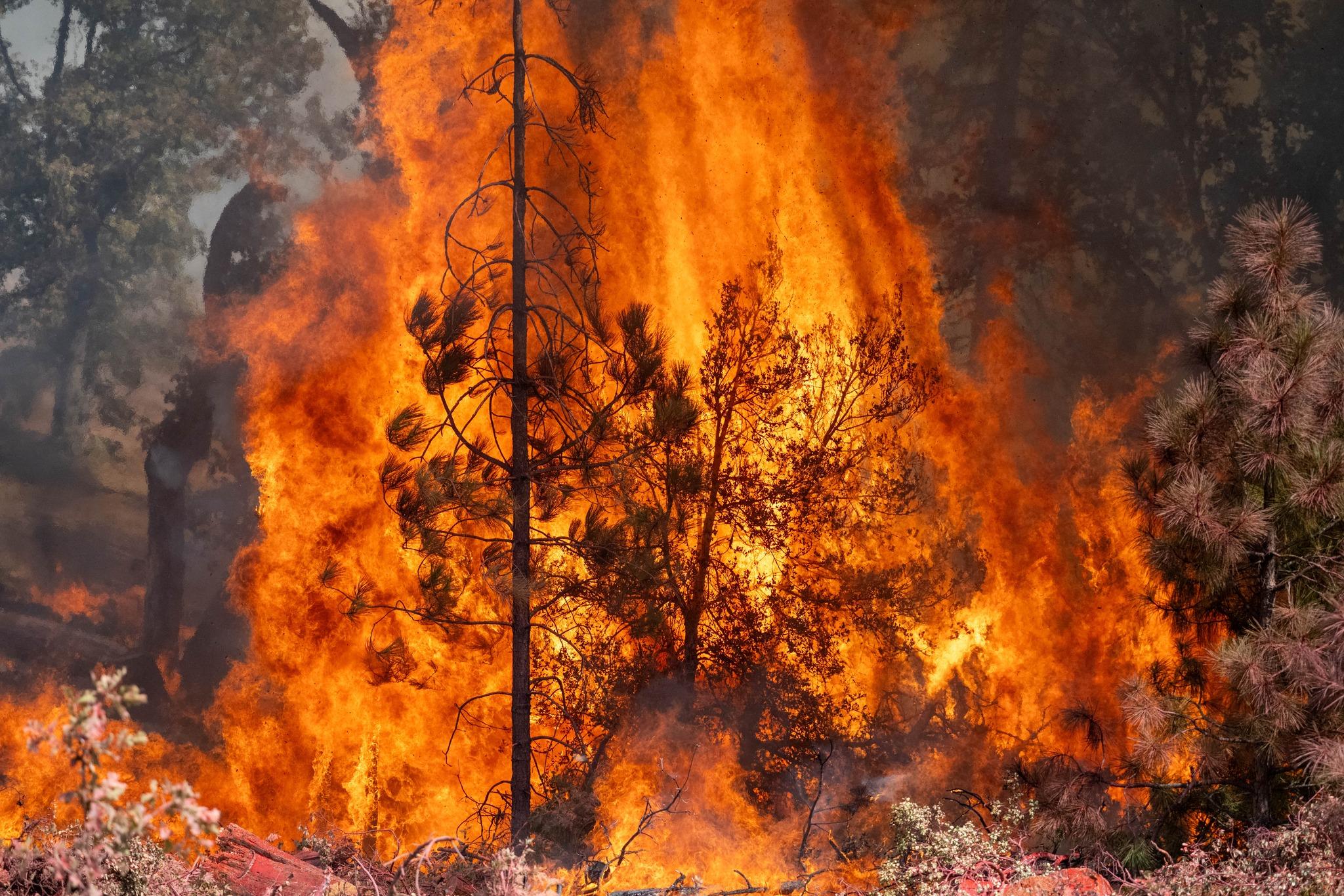 Flames burning in vegetation