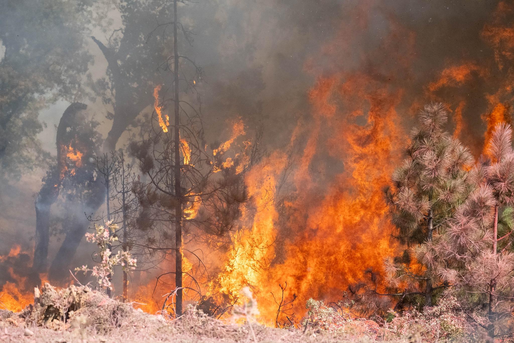 Flames burning through a forest