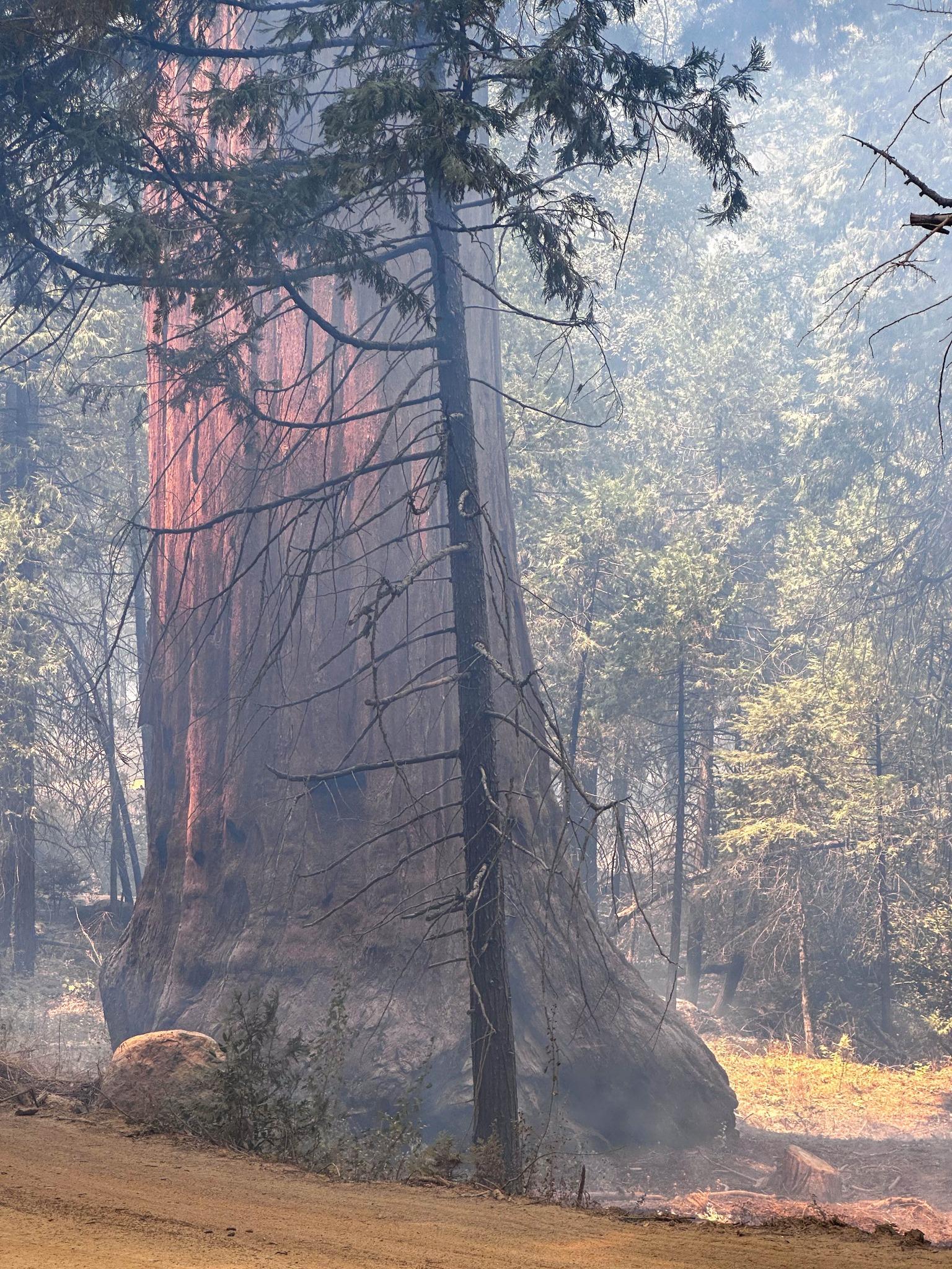 A large Sequoia Tree with very small flames in the lower right frame