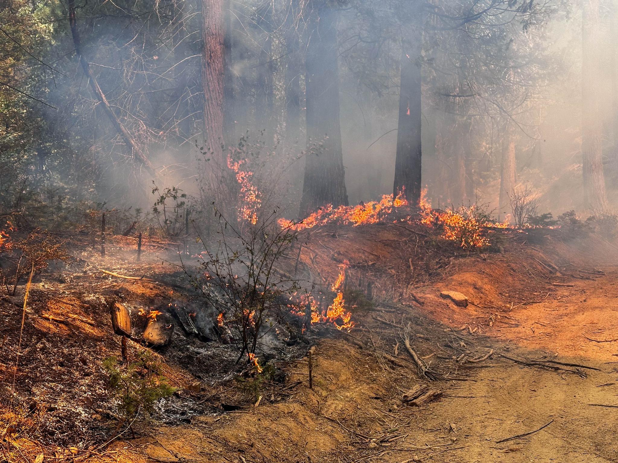 Flames burning through a forest