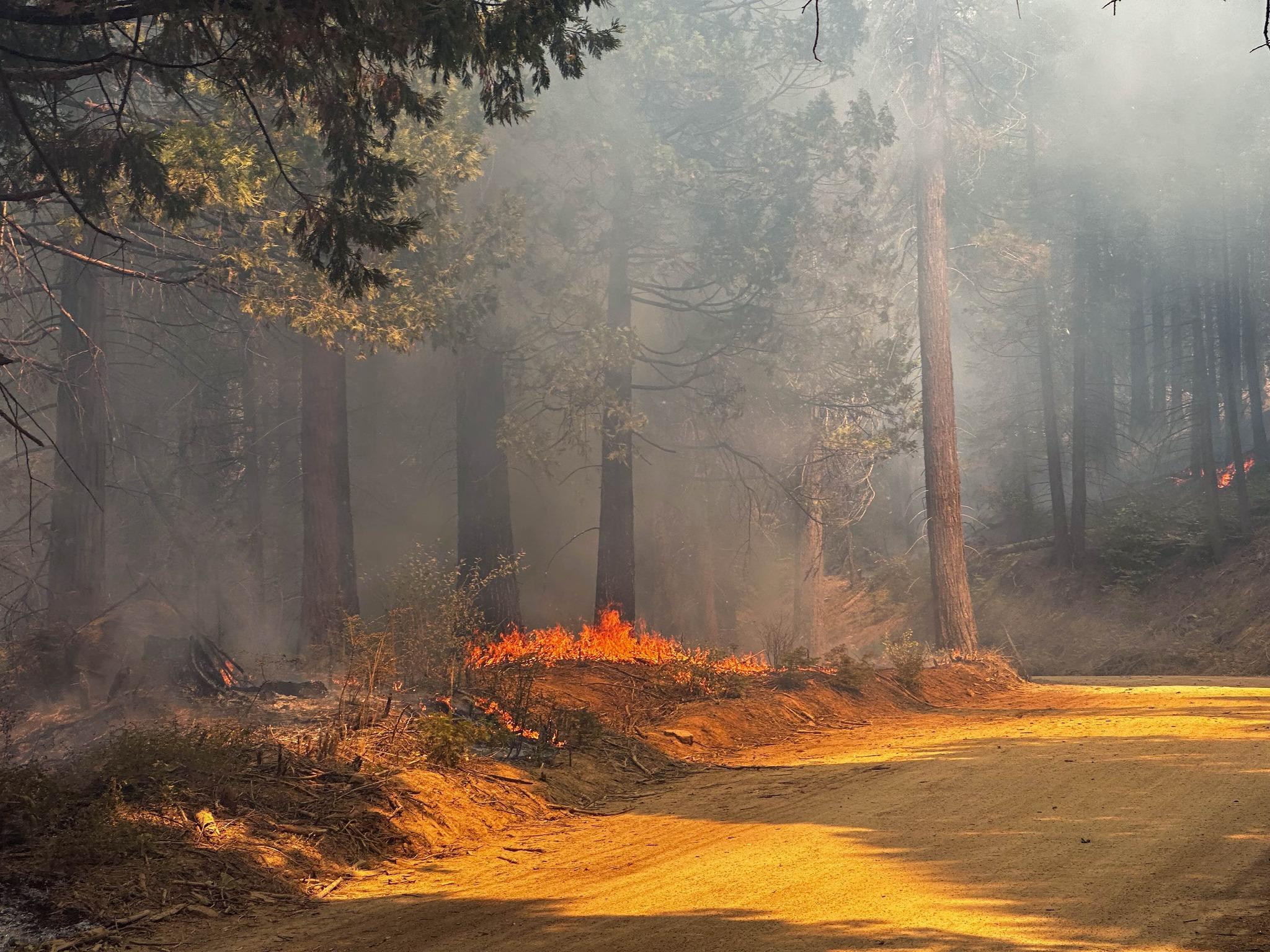 Flames burning through a forest