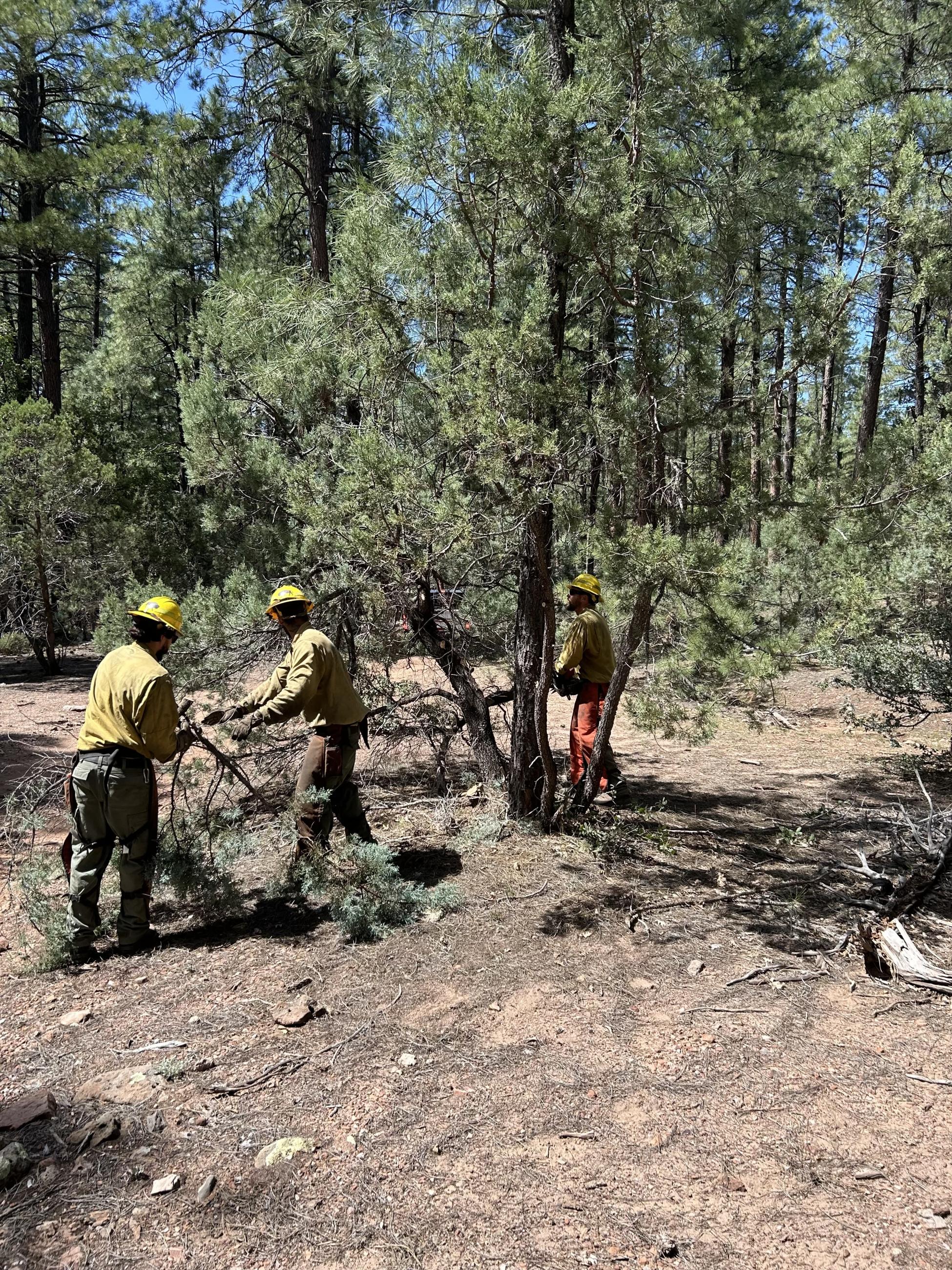 Wildland firefighters in yellow shirts and hardhats carry brush in forest