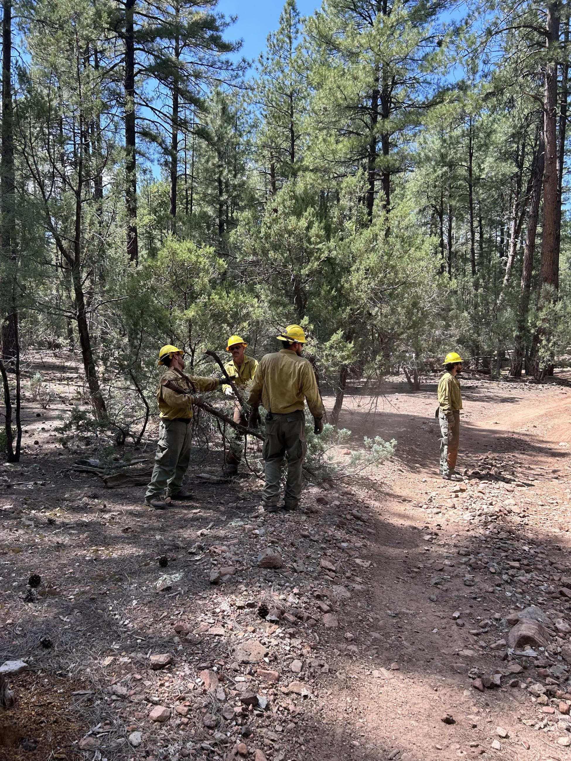 wildland firefighters in yellow shirts and hardhats carrying brush along road