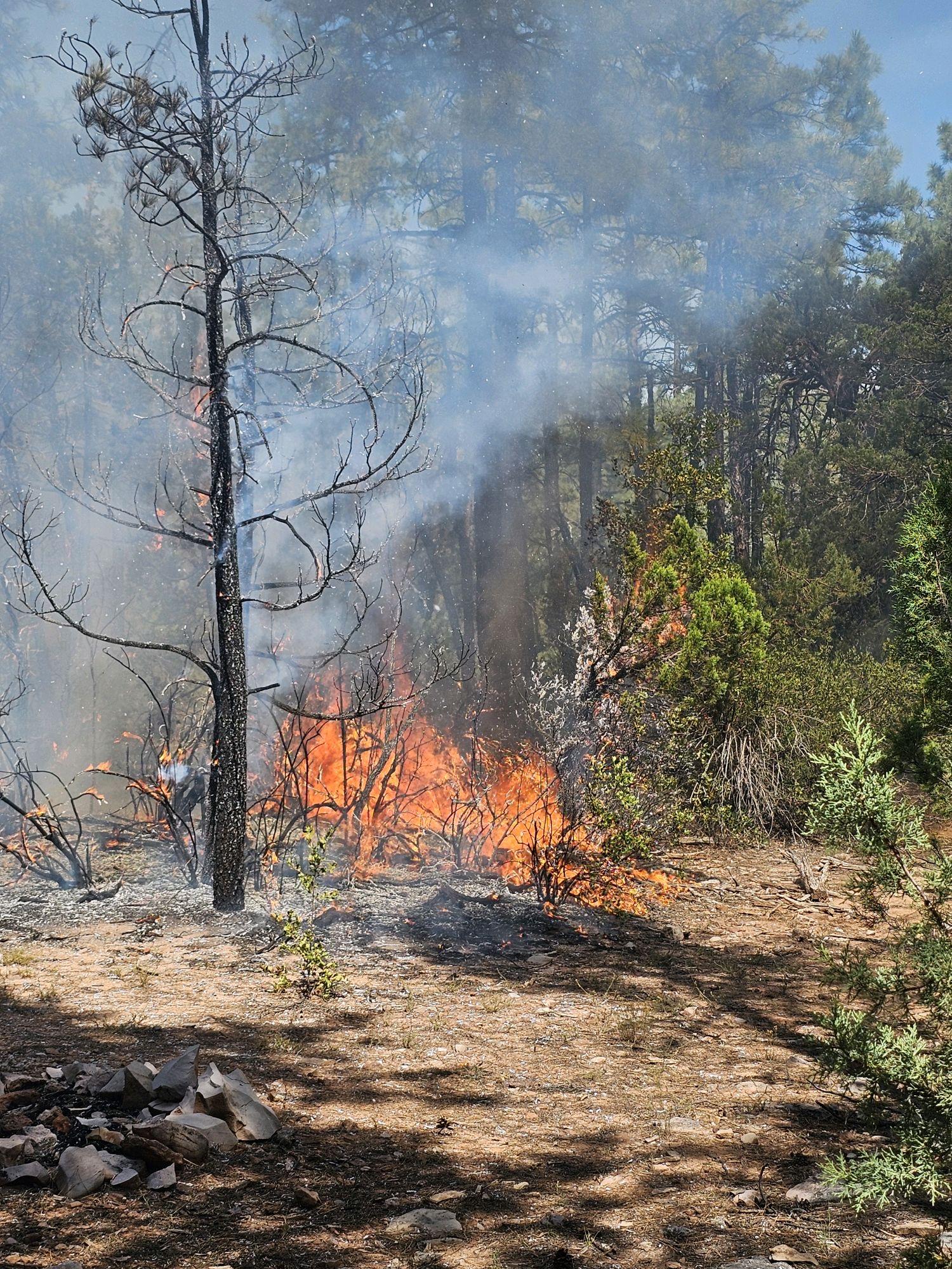 wildfire burning brush in woods with blackened tree