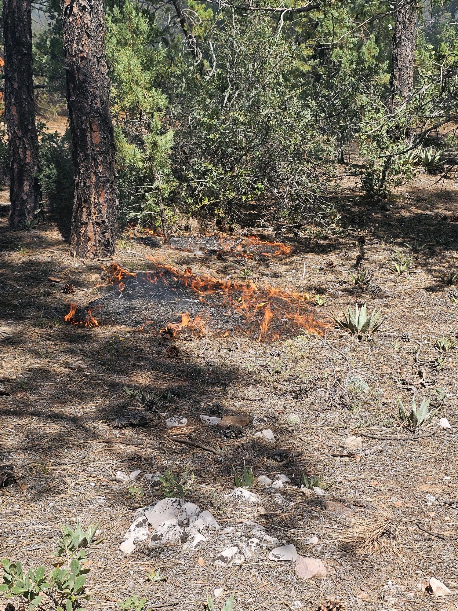 small wildfire burning on a forest floor