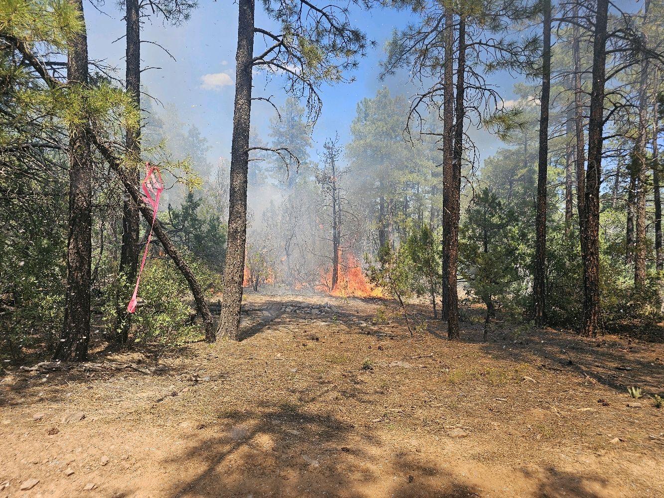 wildfire burning in a dense forest