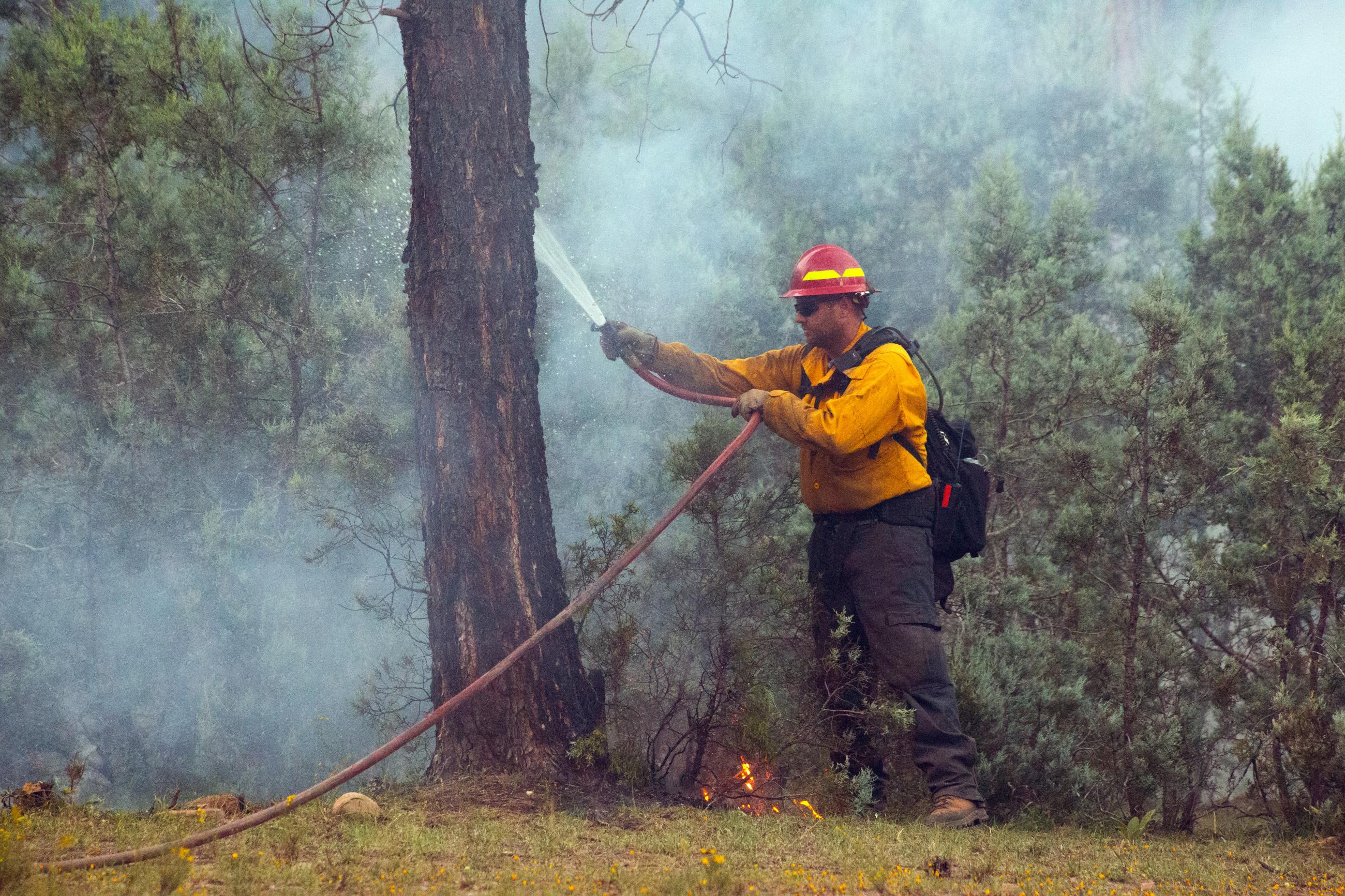 Man in yellow shirt holding a hose spraying water on tree.