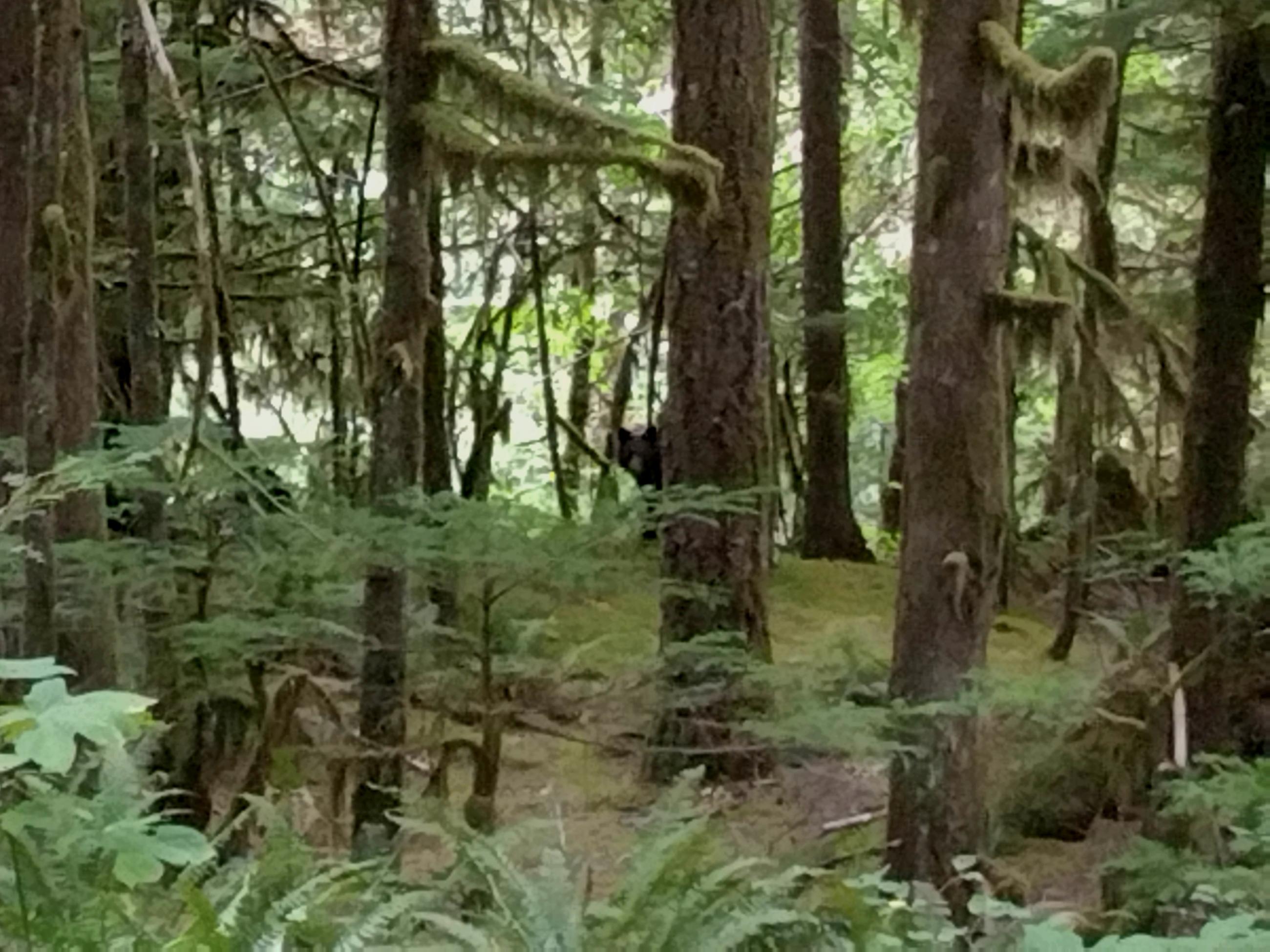 A black bear peaking around a tree in a forest near fire camp strude.