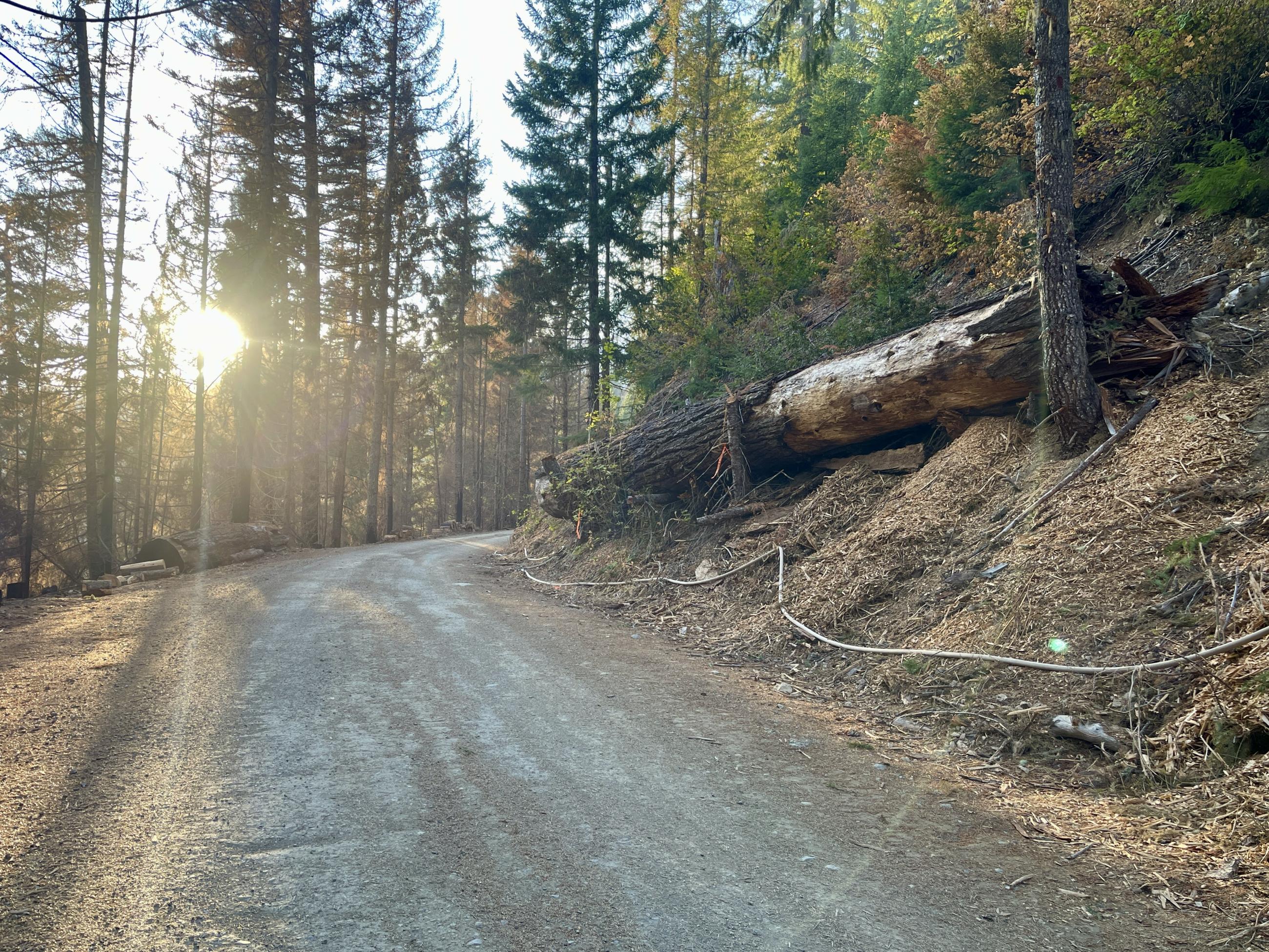 A large tree sits to the left of an gravel road. A white fire hose is stretched out underneath.