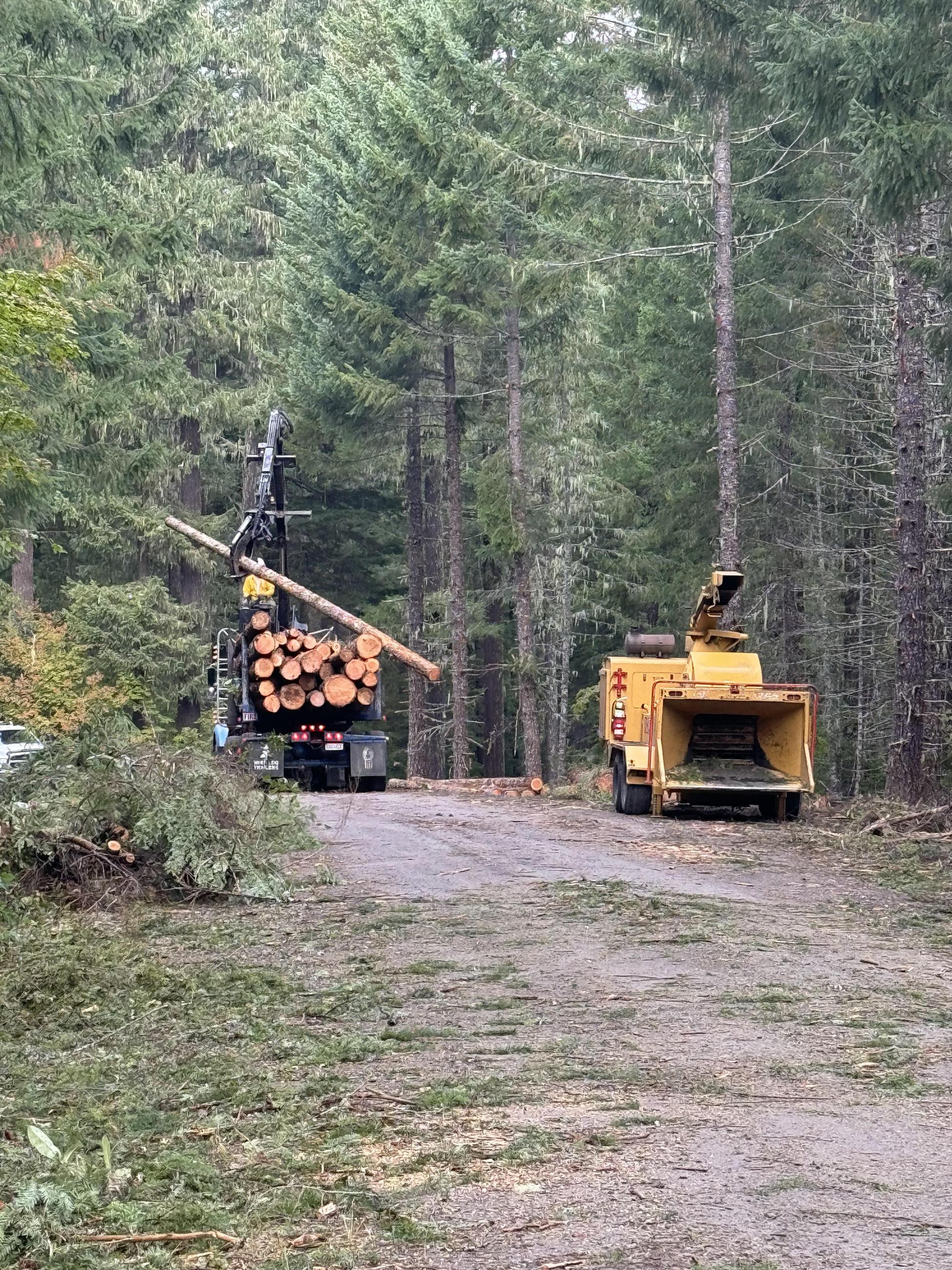 A yellow chipping vehicle sits to the right of a yellow log truck with a crane arm. The crane arm is swing logs towards the chipper
