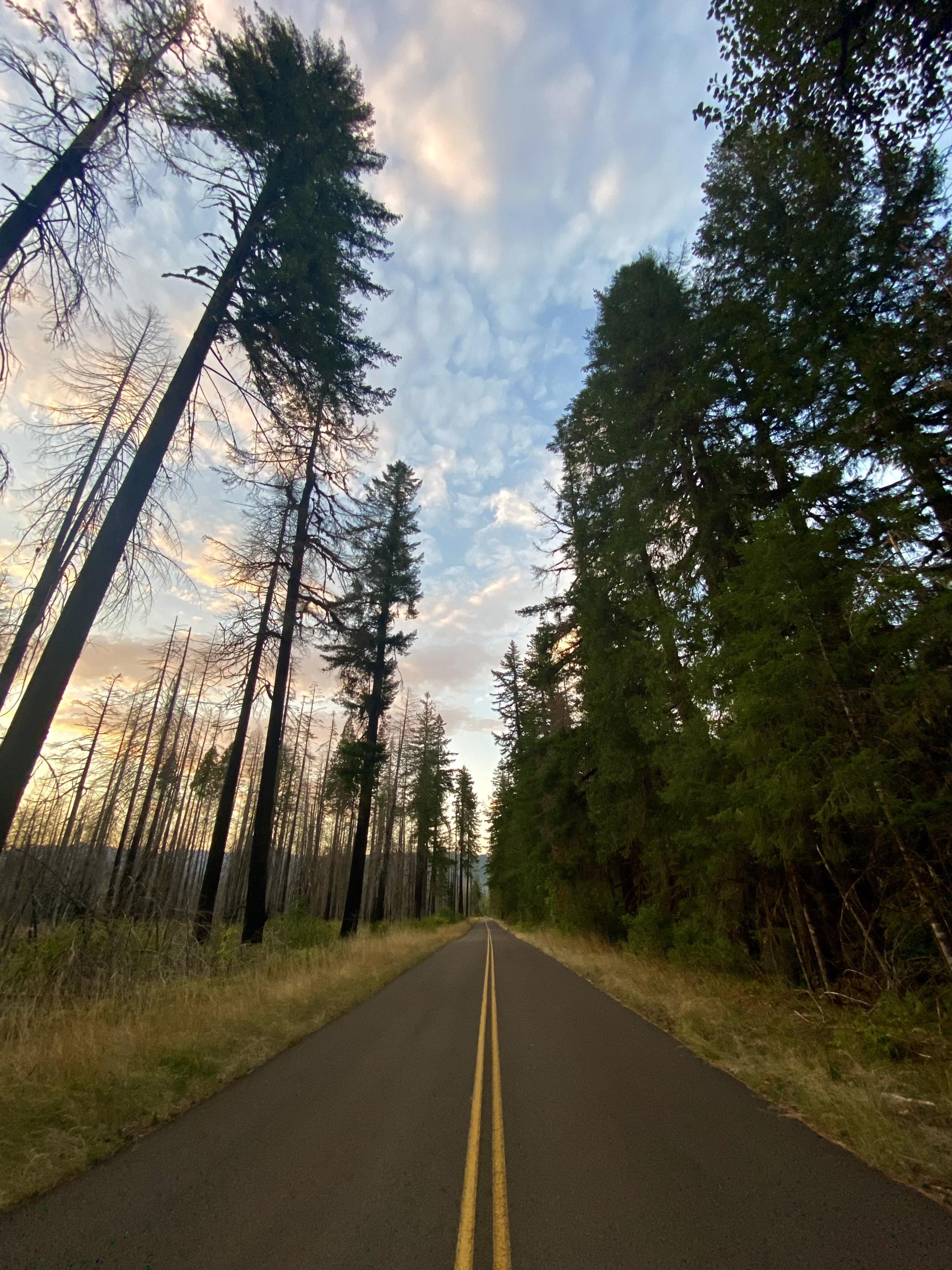 An empty paved road surrounded by timer forest, dotted with old fire scared trees