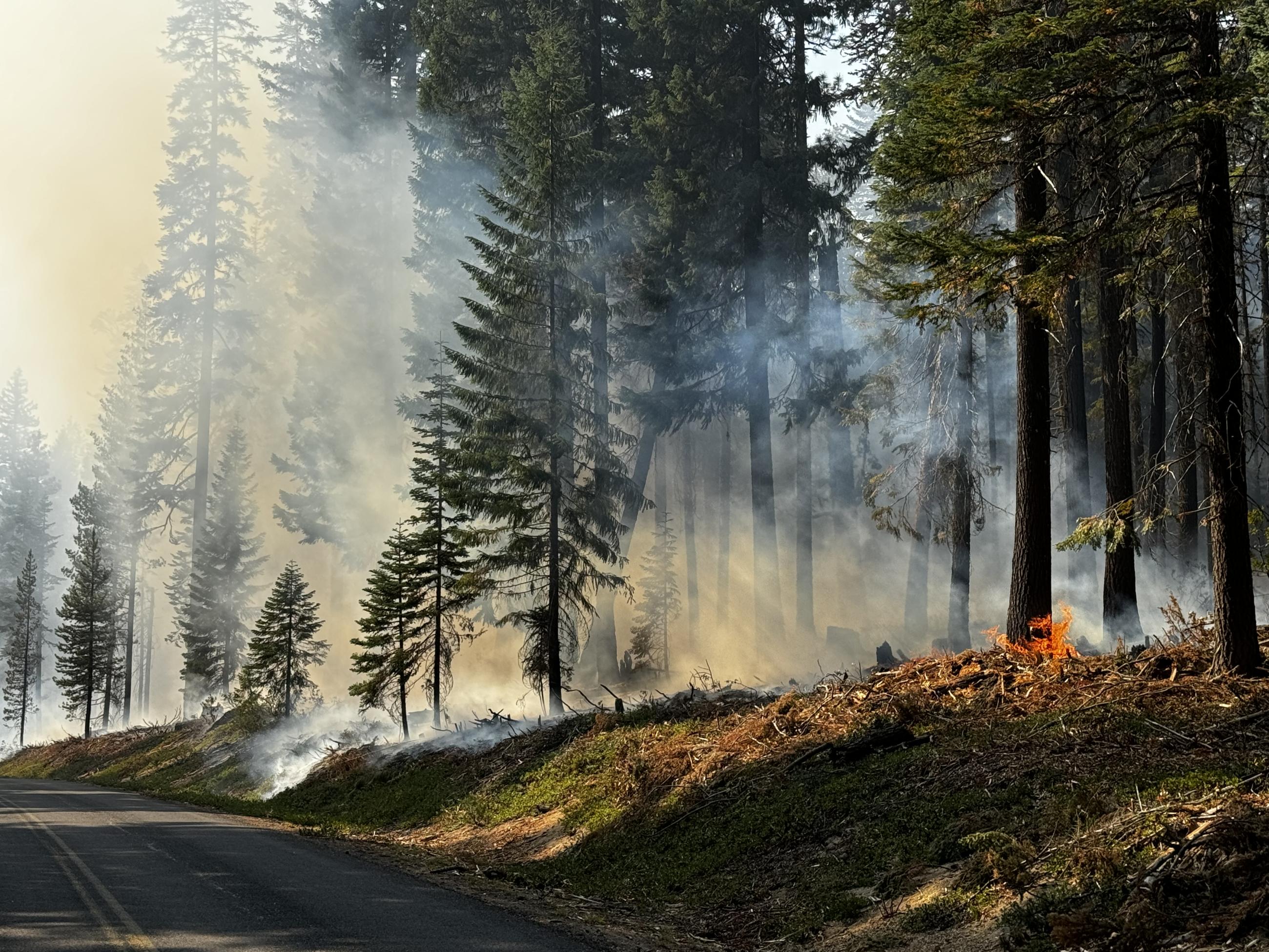 Low intensity ground fire backs towards a road with smoke in the air and forest