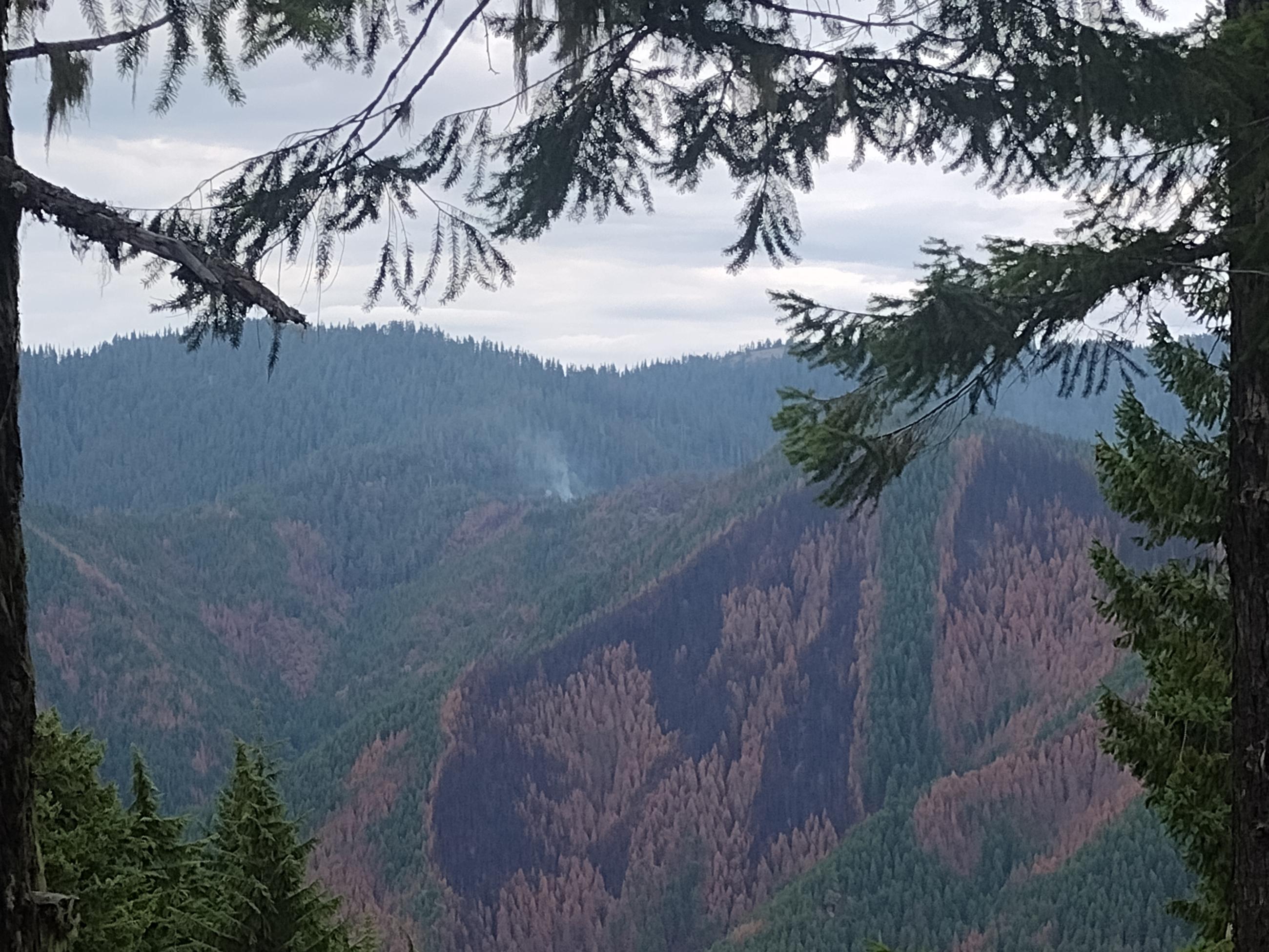 A small plume of smoke rising on a heavily wooded mountain.
