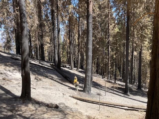 Firefighter looking up at tree surrounded by trees still standing that were burnt by the fire.