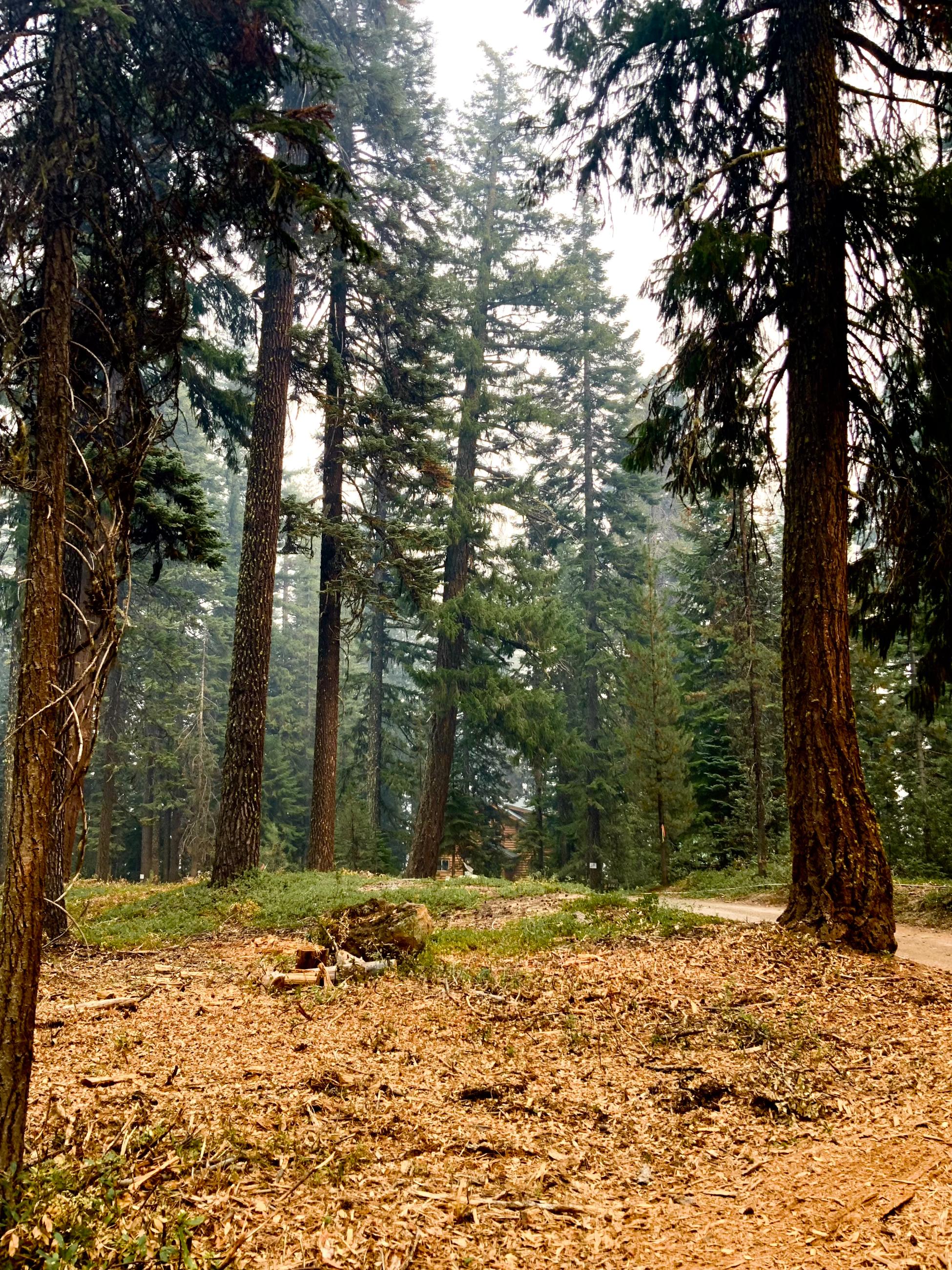 Red Fire Shaded Fuel Break on Sept 9th 2024 // PIO Andy Lyon