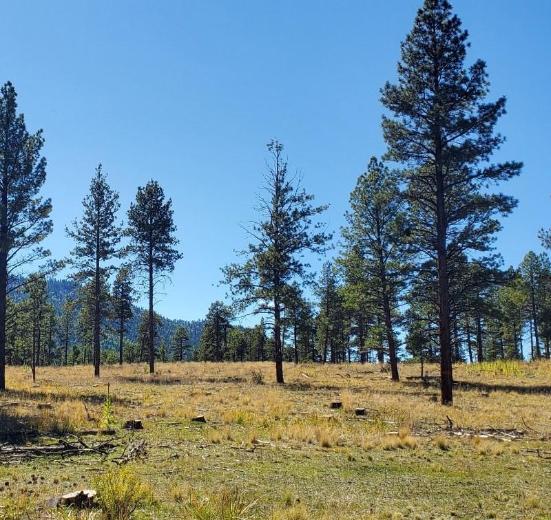 A pine forest in the mountains. 