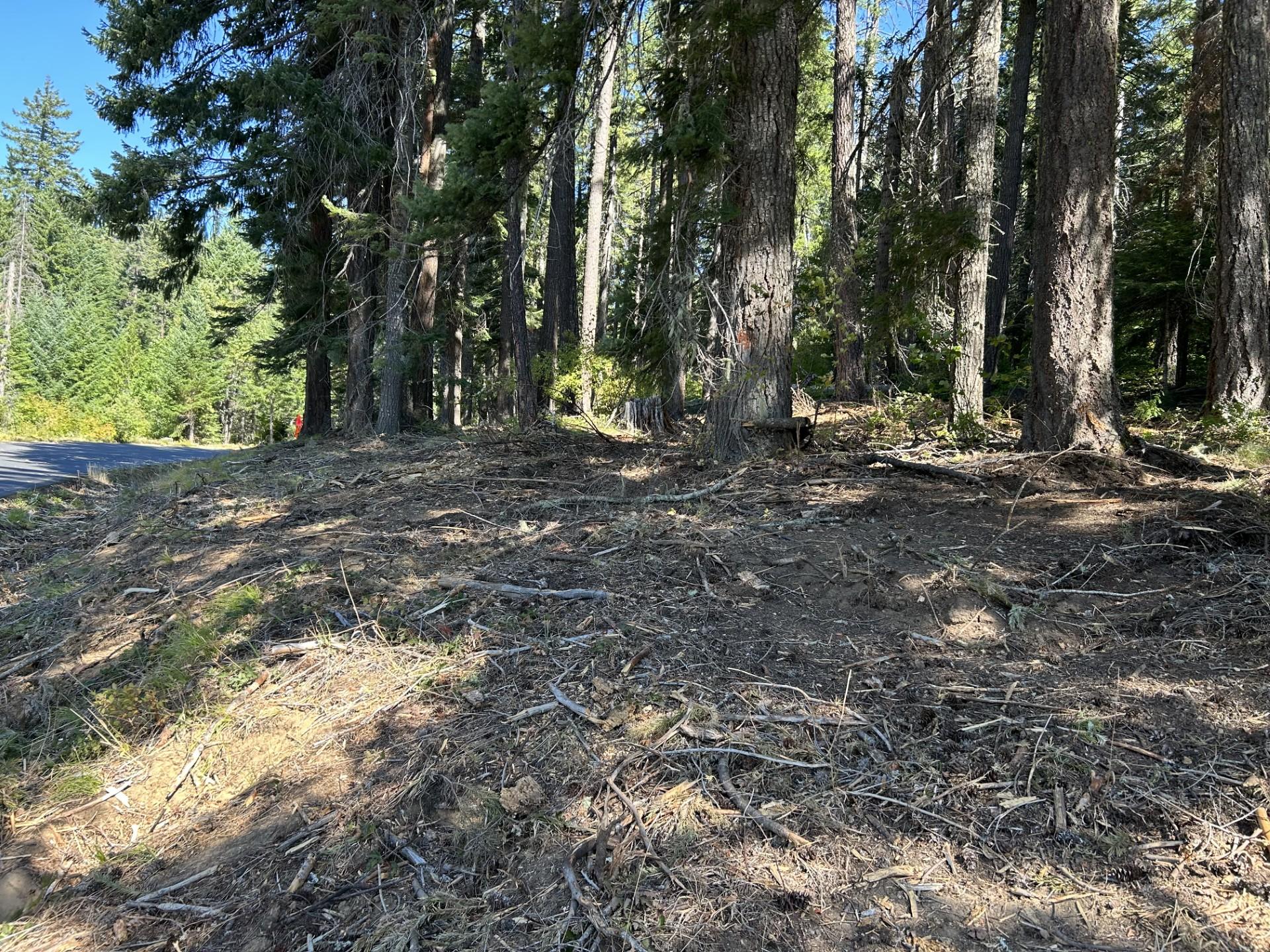 Shaded fuel break along FS Rd 23, with small trees and brush removed, leaving larger trees standing, 8-31-24