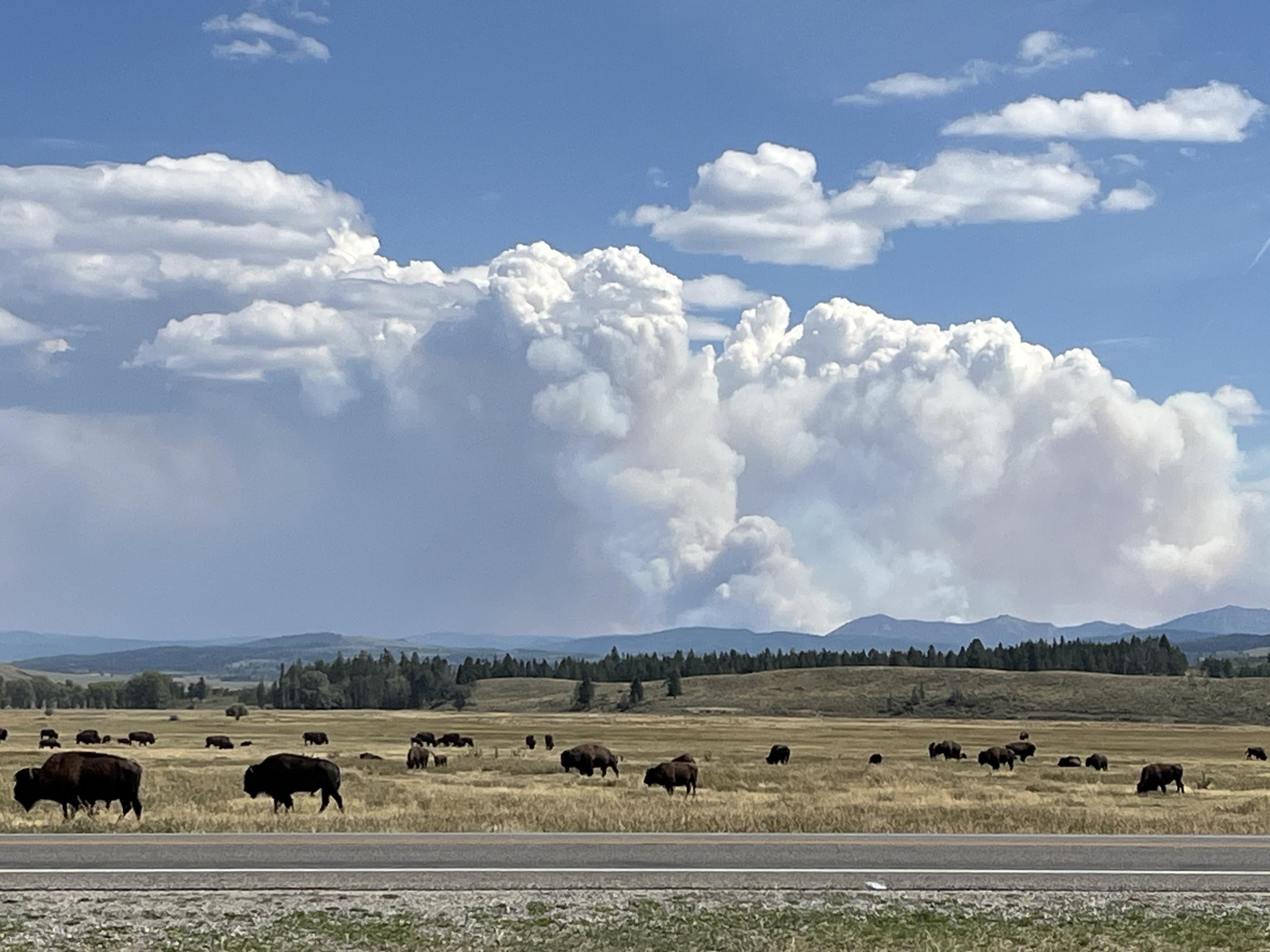 Smoke with Bison in the background