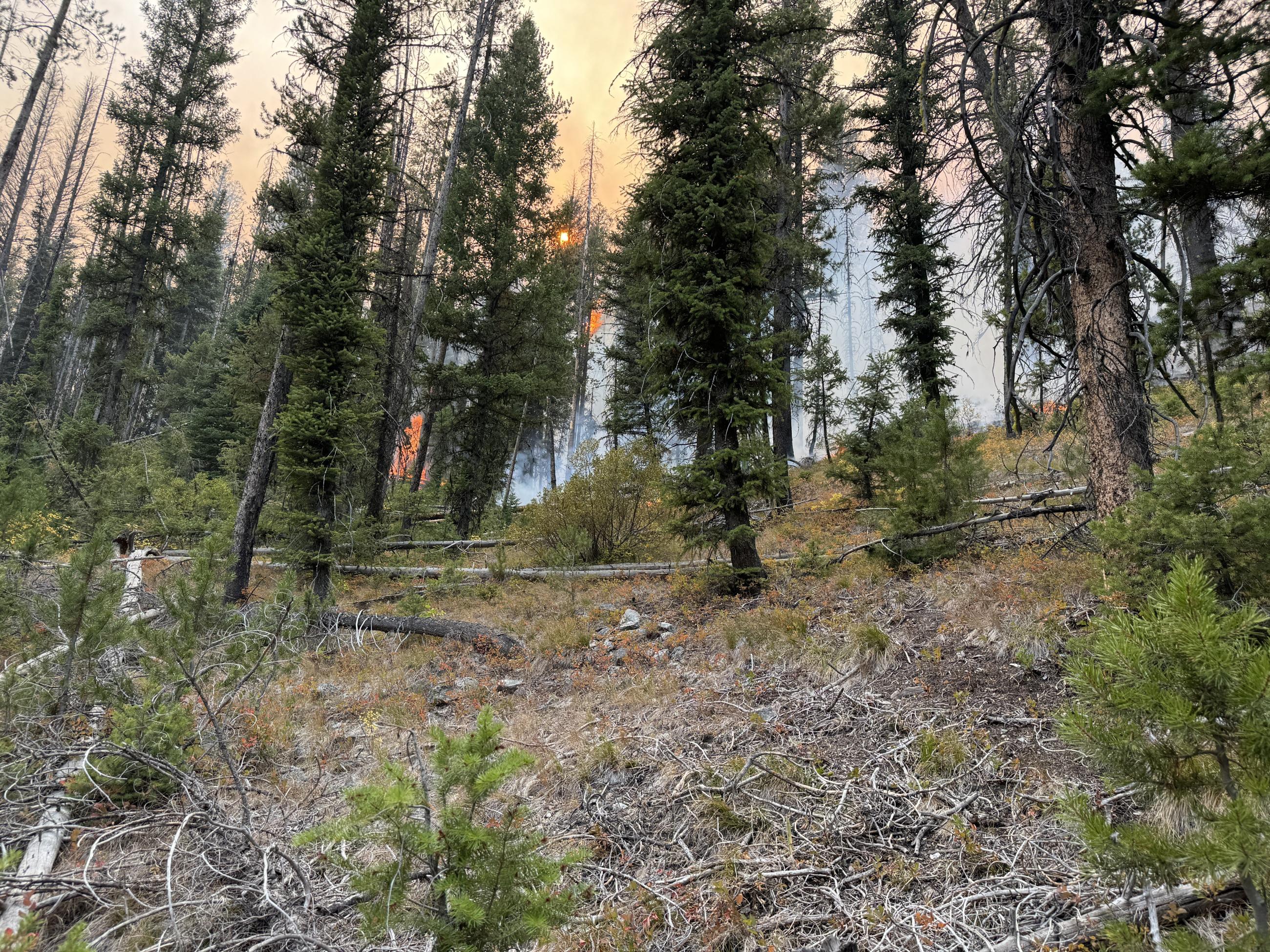 Photo taken looking up a mountain with fire slowly backing down a timber slope