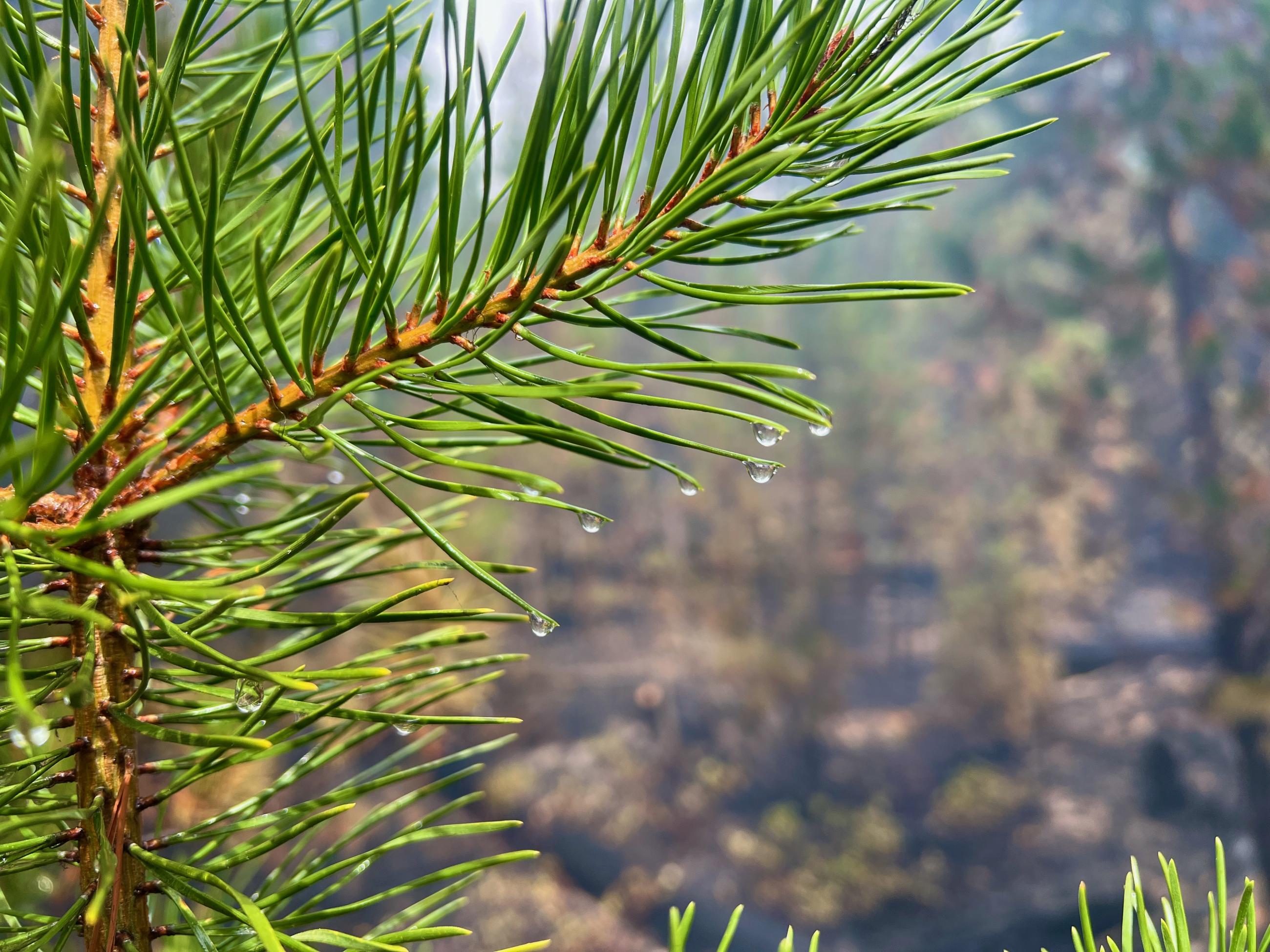 Water drops are seen at the end of pine needles with a burned area in the backgrouind.