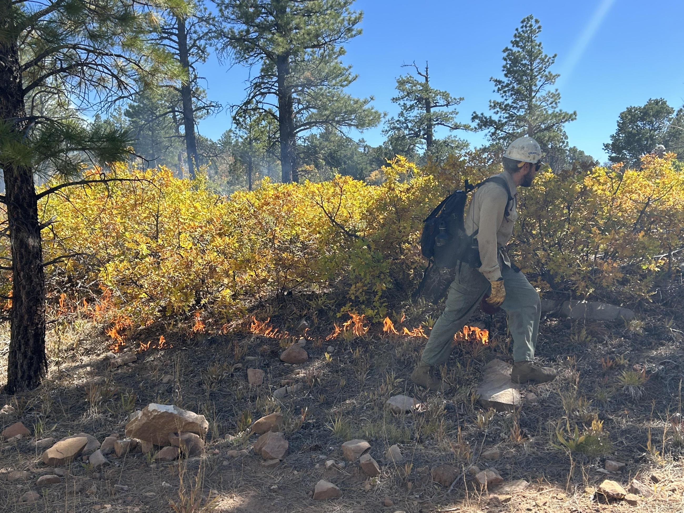 Image of firefighter with a drip torch igniting vegetation on the Carpenter Ridge prescribed burn unit.