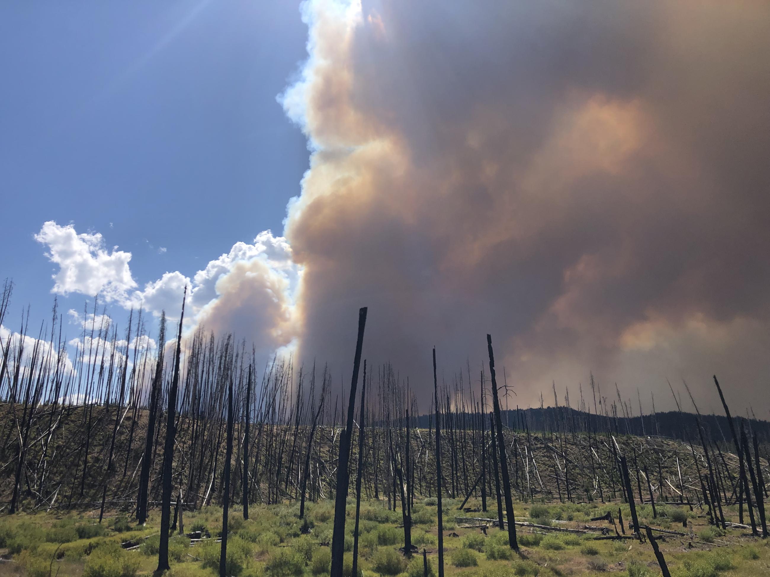 Dark Smoke rises in distance and seen from stand of dead trees from old fire scar, aug 23