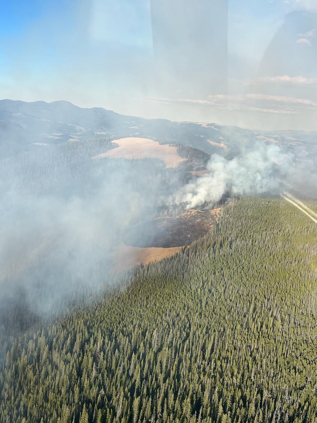 Smoke billows from green and dead gray trees in a forest landscape.