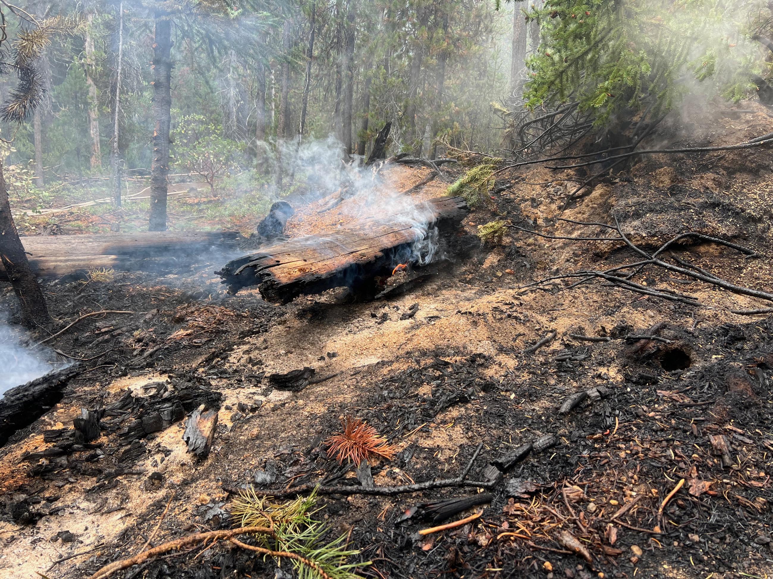 A log smolders on the forest floor surrounded by ash and burned soil