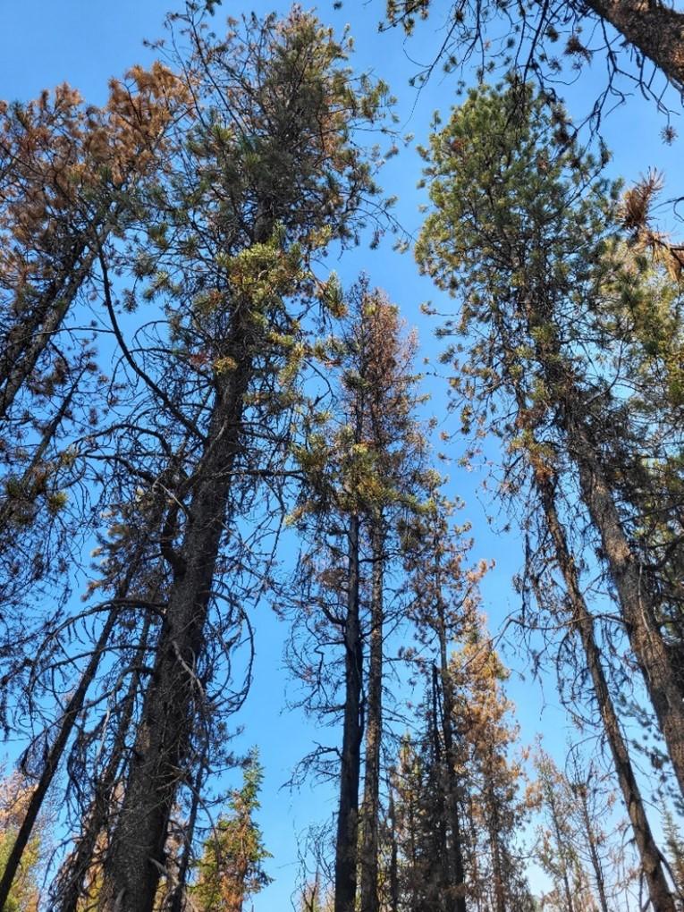 Image showing Tree canopy not completely consumed by the Snag Fire