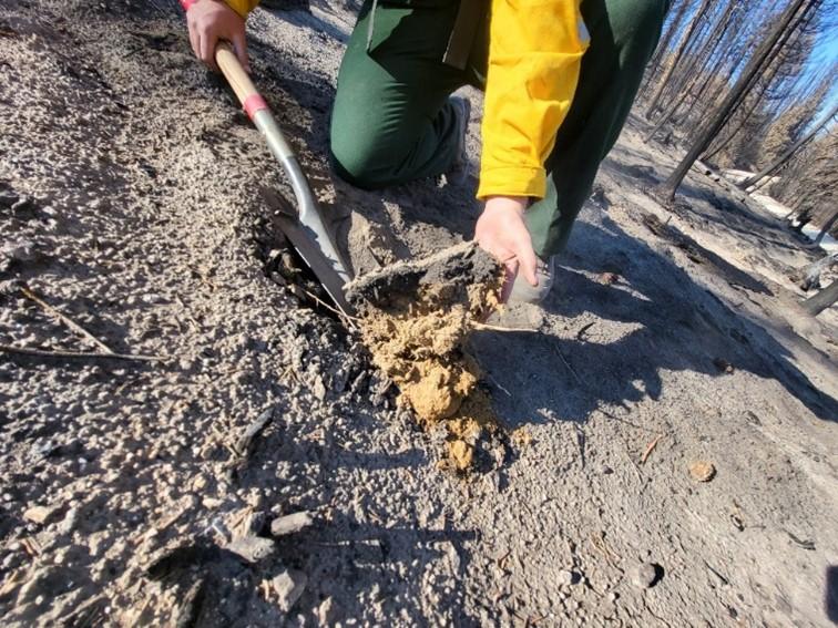 BAER Hydrologist digs a hole for applying water drops to test for hydrophobicity (water repellency) – for soil burn severity classification