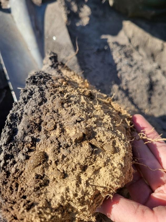 This clump of burned soil shows strong hydrophobicity (water repellency) as evidenced by the beading of water drops