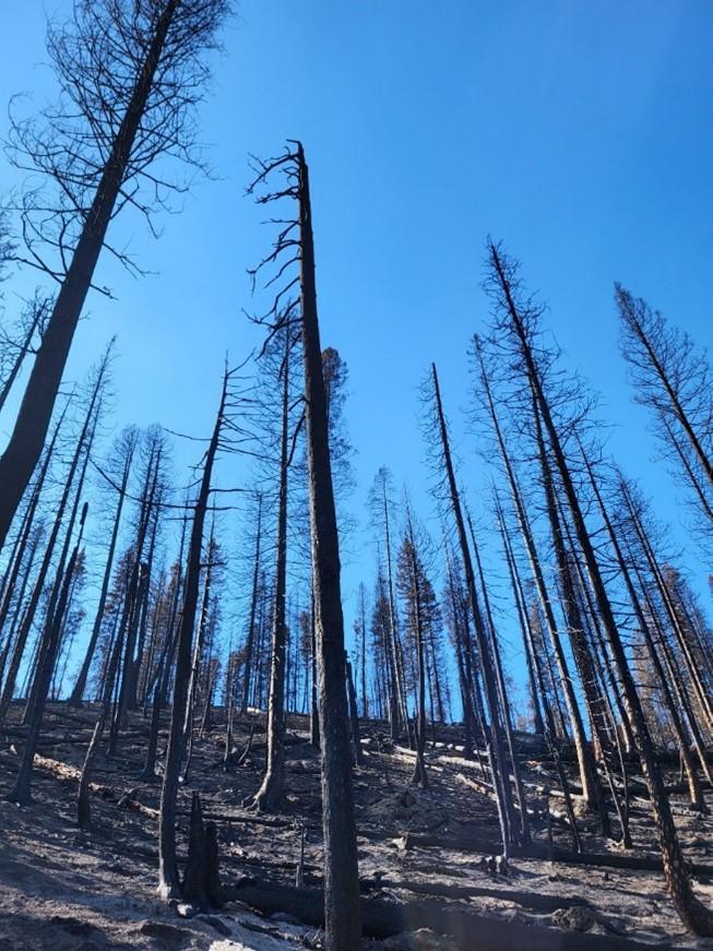 Image showing Tree canopy almost completely consumed by the Snag Fire is another soil burn severity level indicator