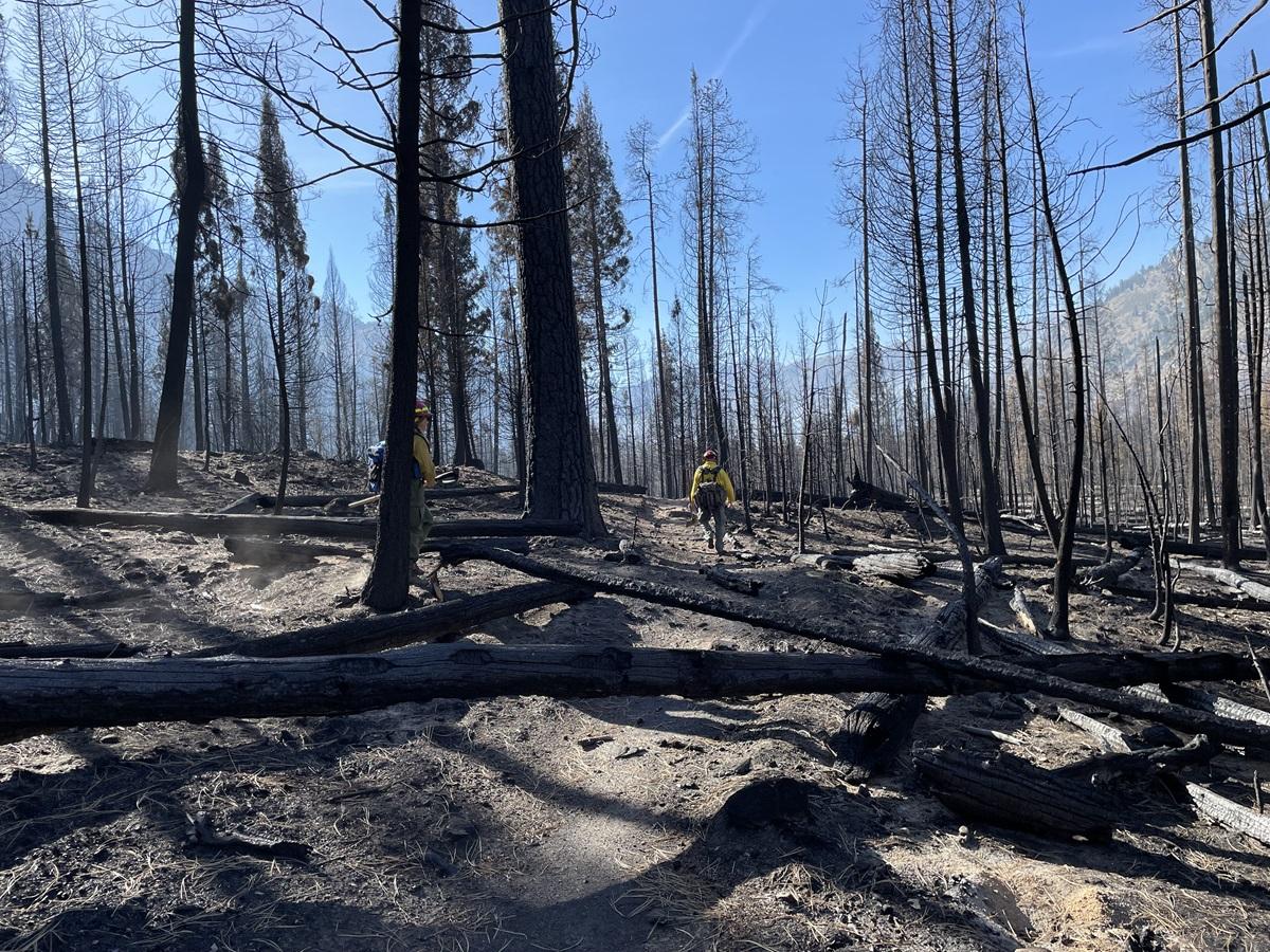 burned trees blocking trail