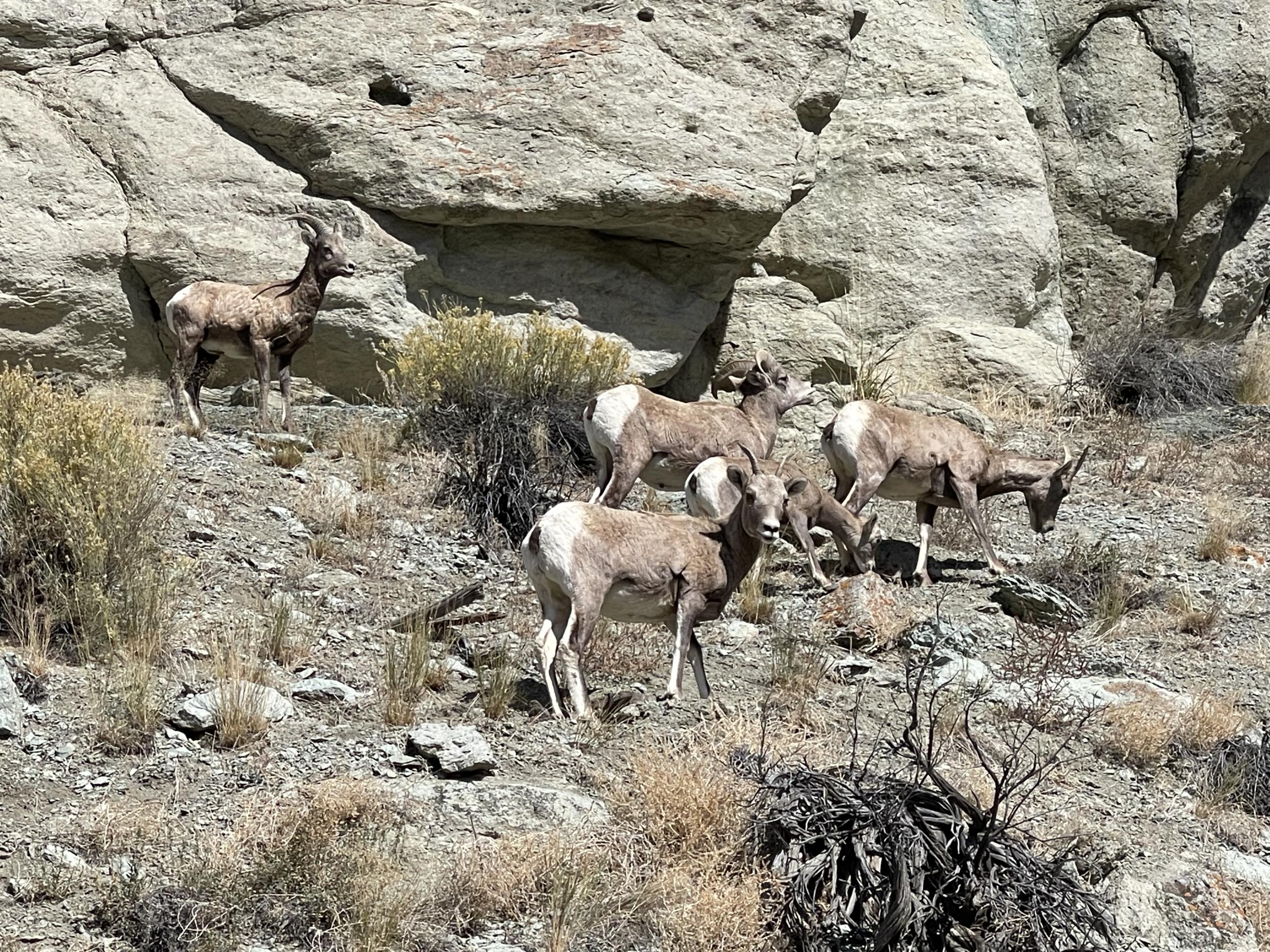 Bighorn Sheep along East Fork Road, October 3