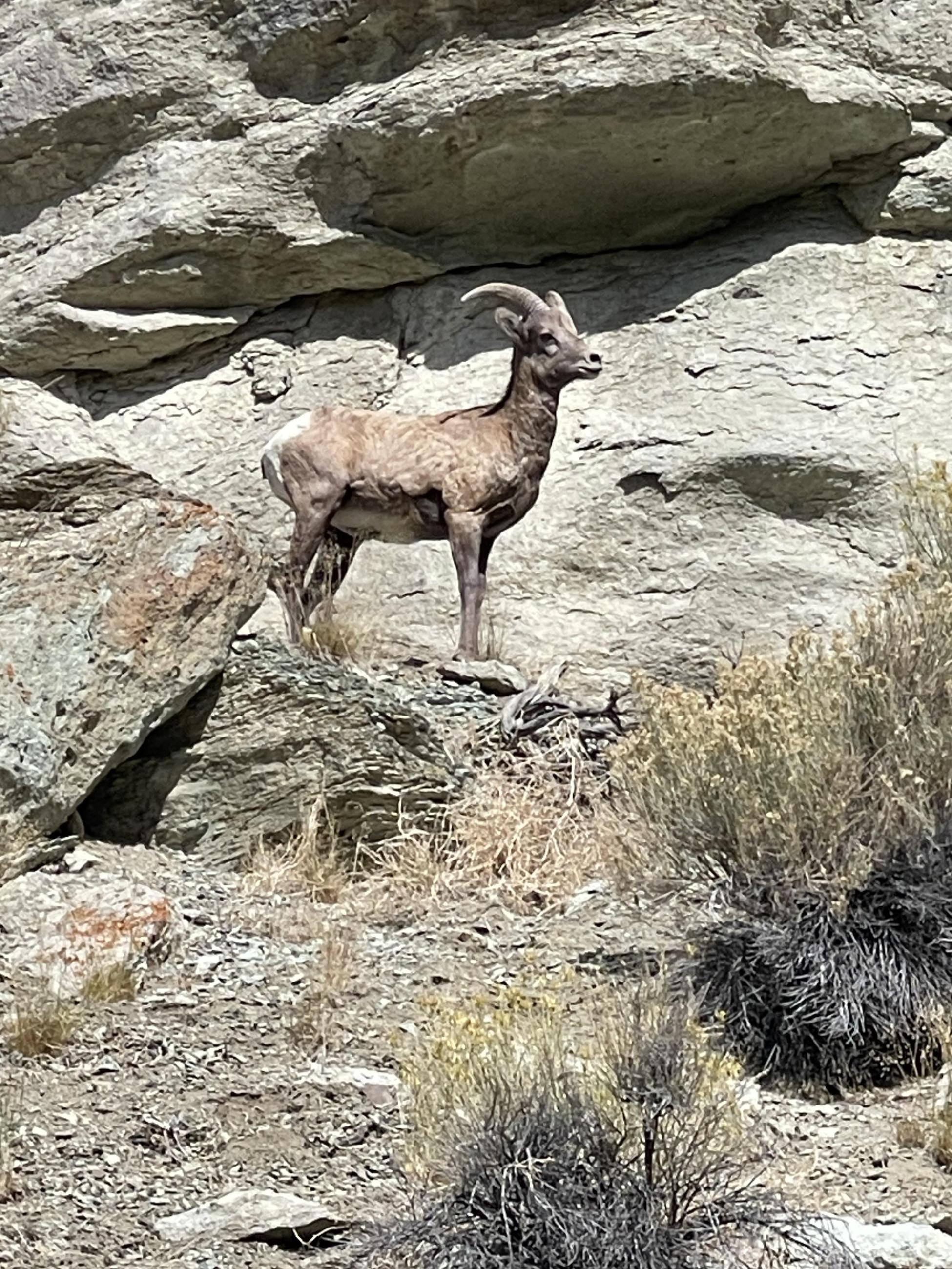Young bighorn ram along East Fork Road, October 3