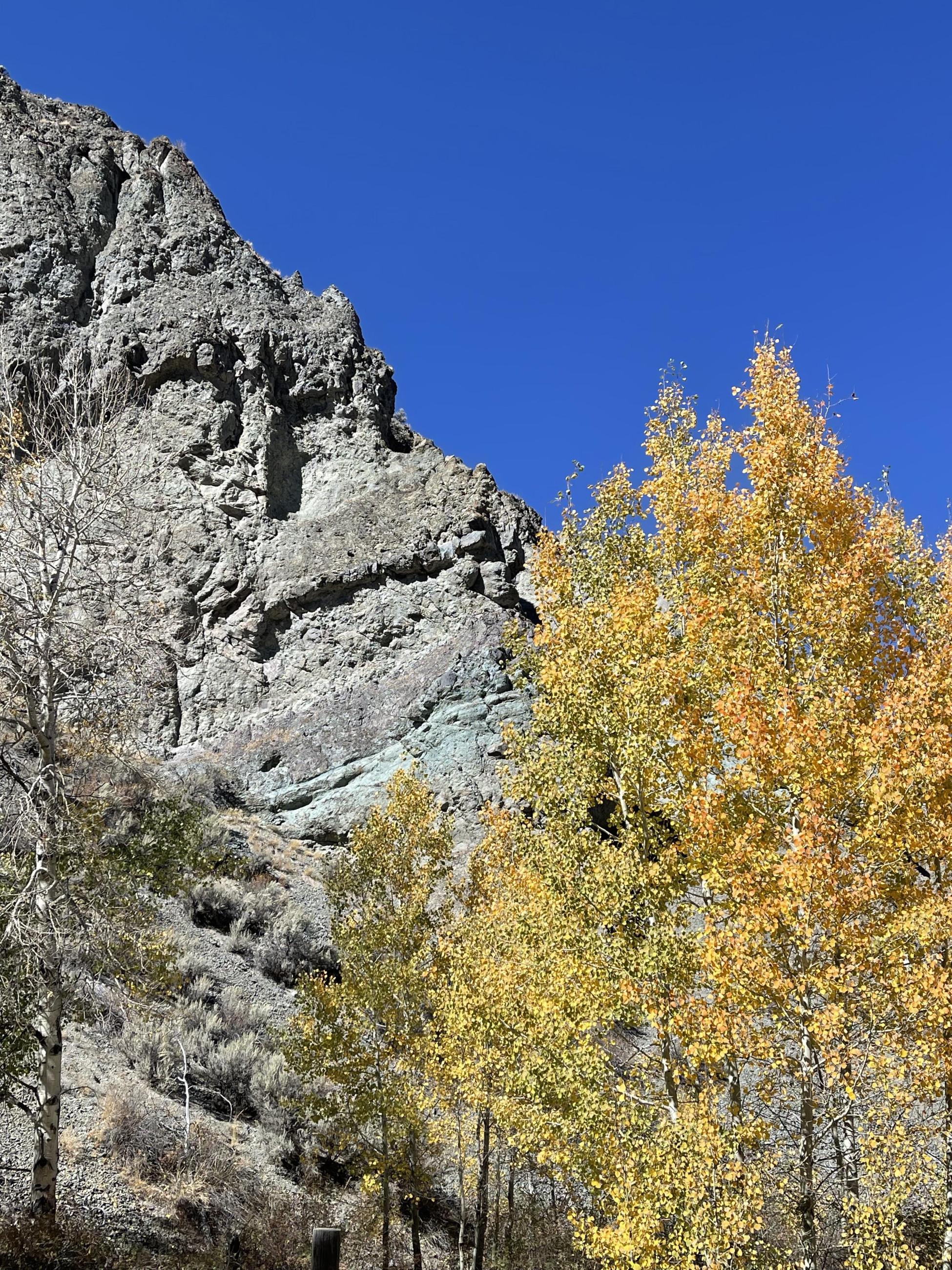 Aspen on Little Boulder Creek, October 4