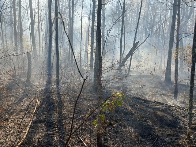 Smoky forest in a wildfire 