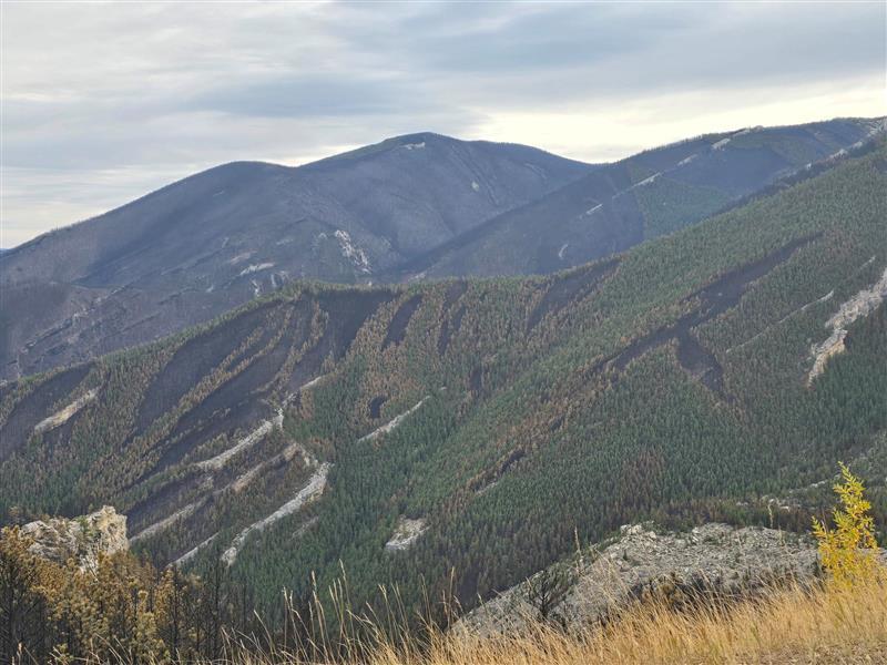 burned and unburned trees, grass and brush on a mountainside, Oct 23