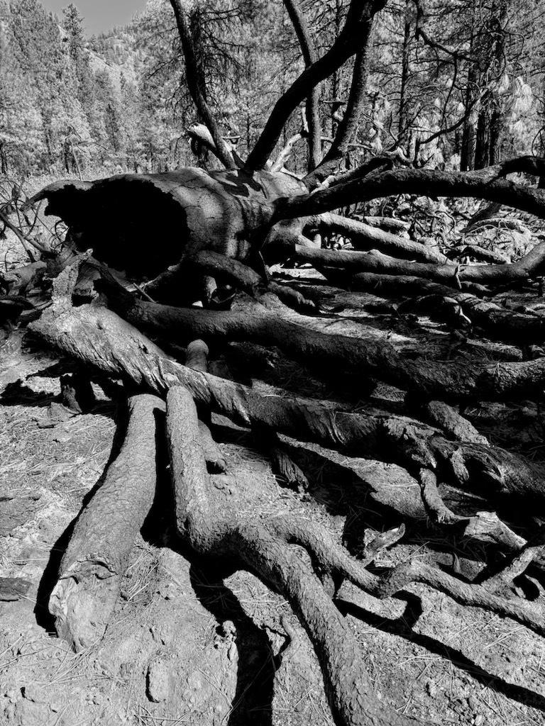 A burned stump uprooted by winds, 9/27/24