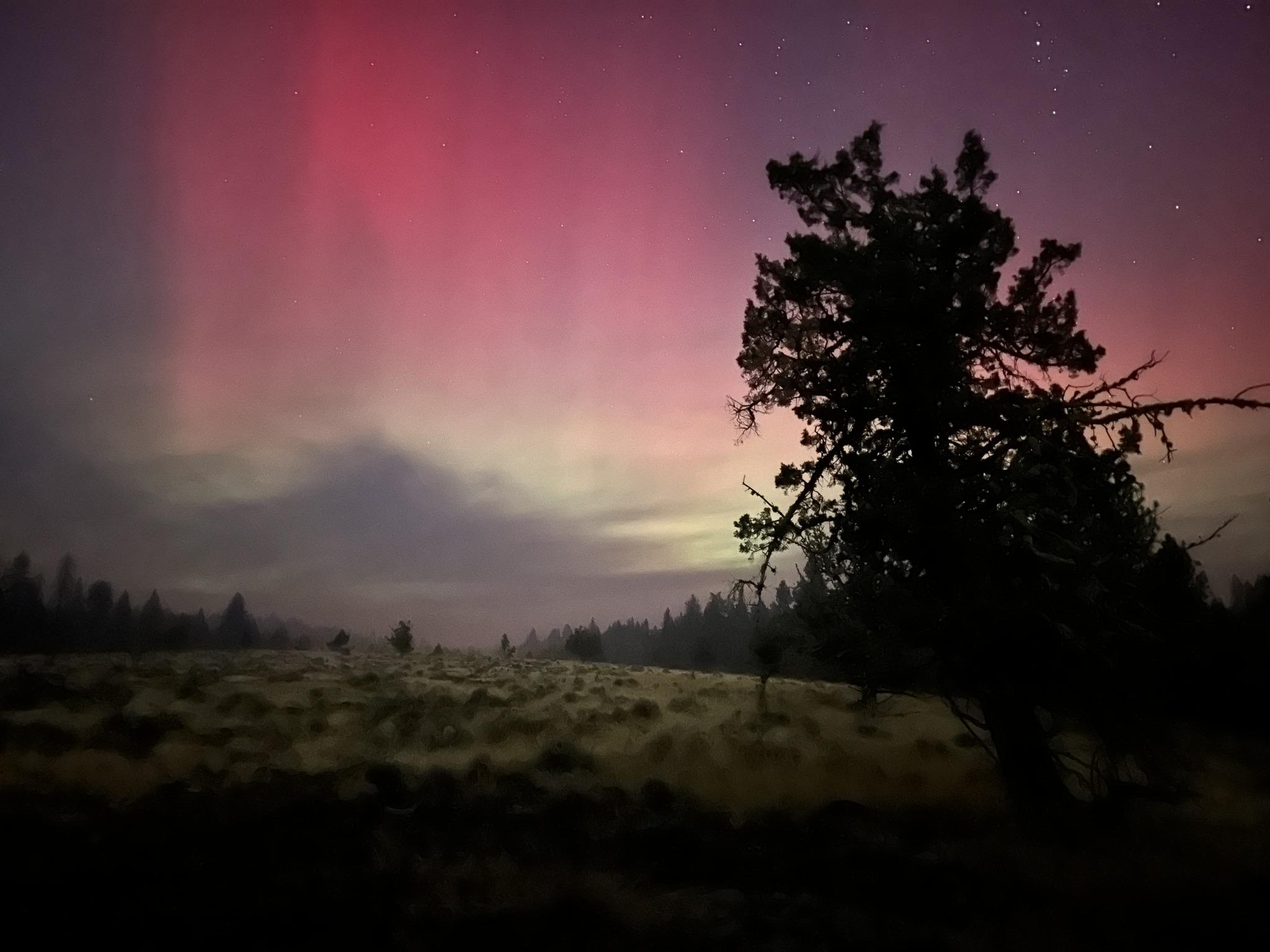 A tree is silhouetted by the aurora borealis