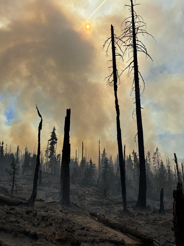 Burned area with trees