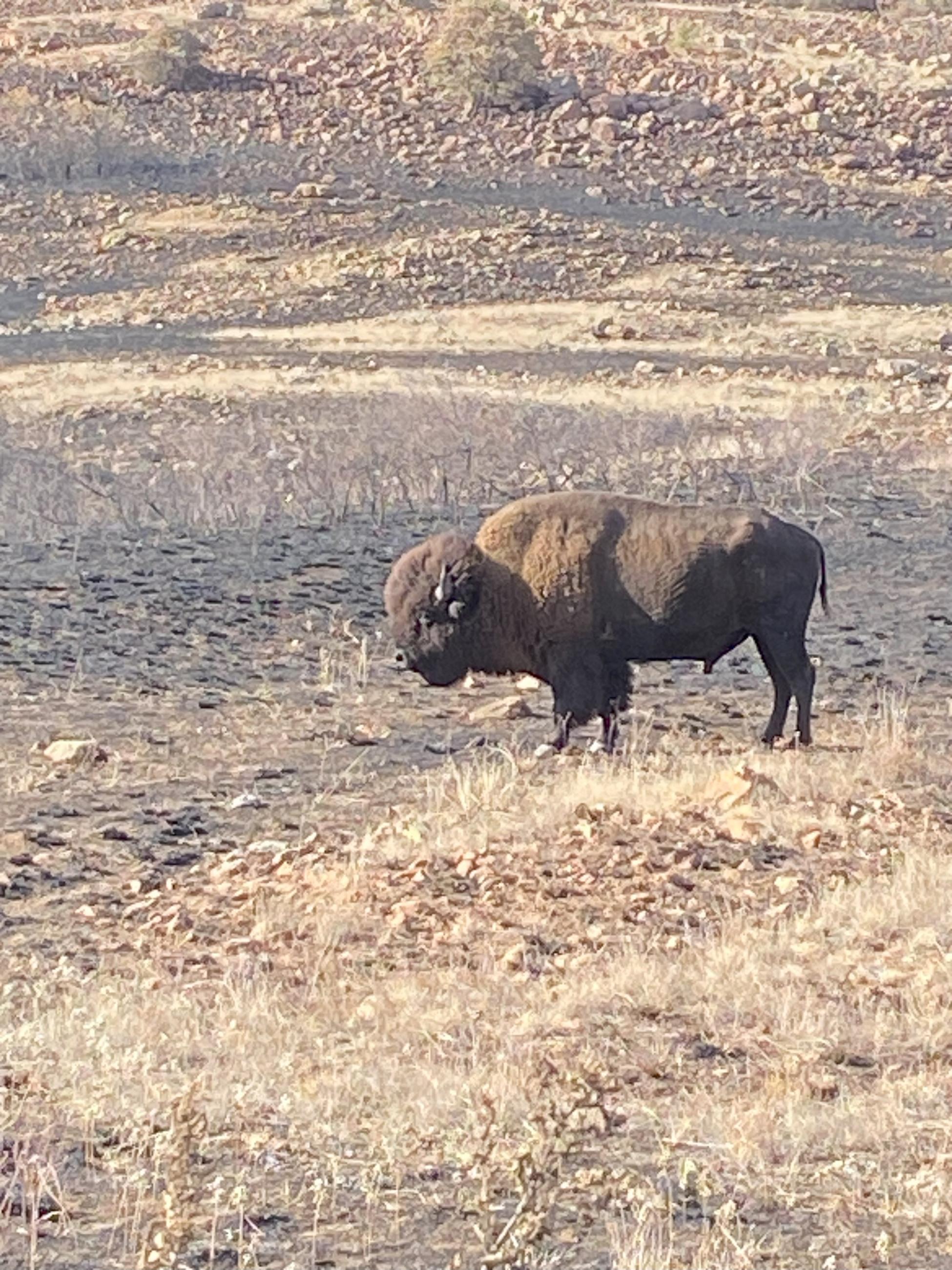 Refuge Bison grazing on unburned fuels in the Rush Fire burn area