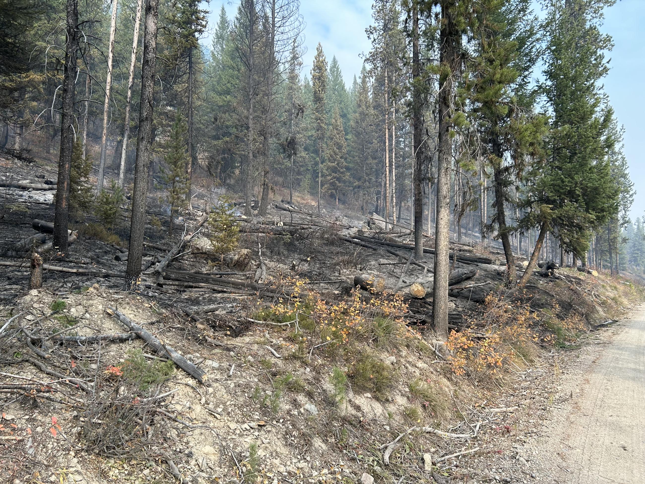 Burnout fire effects along Big Creek Road south of Edwardsburg, October 11, 2024