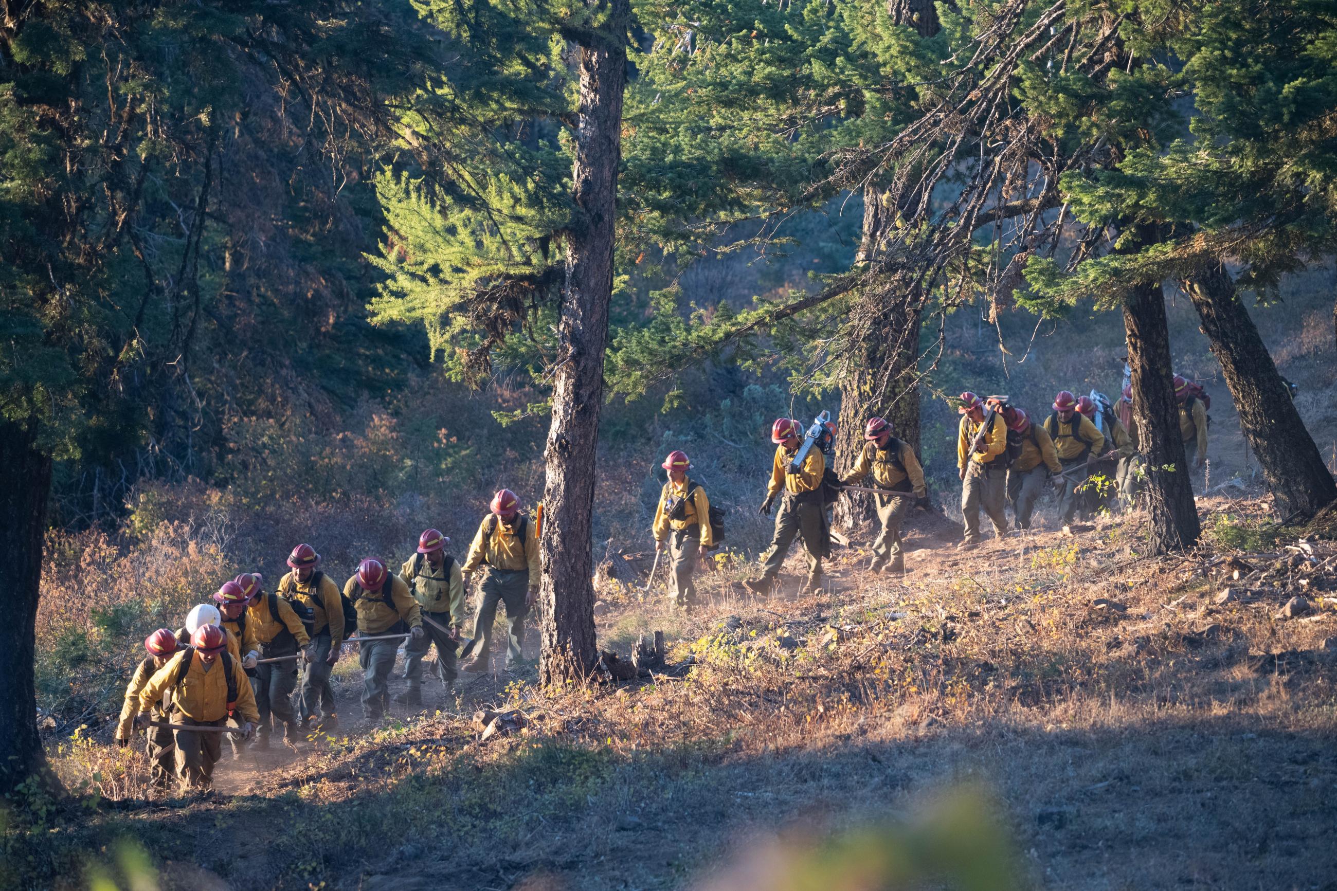 Line of firefighters walking down forested hill