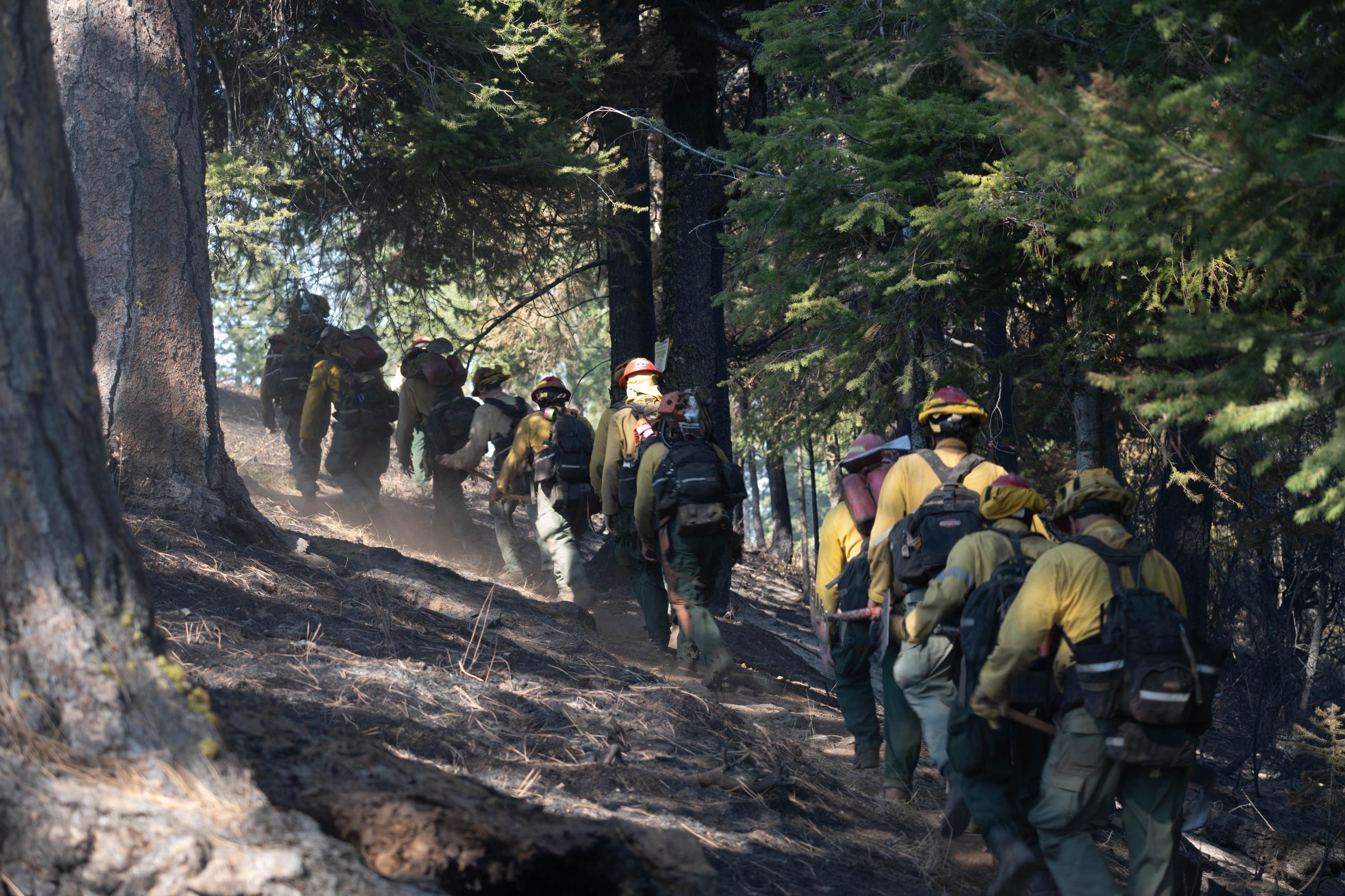 Line of firefighters walk up forested hill