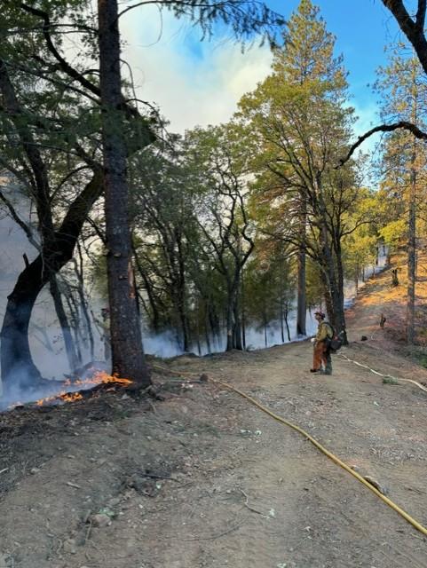 Image of grass and trees along the edge of the fire.